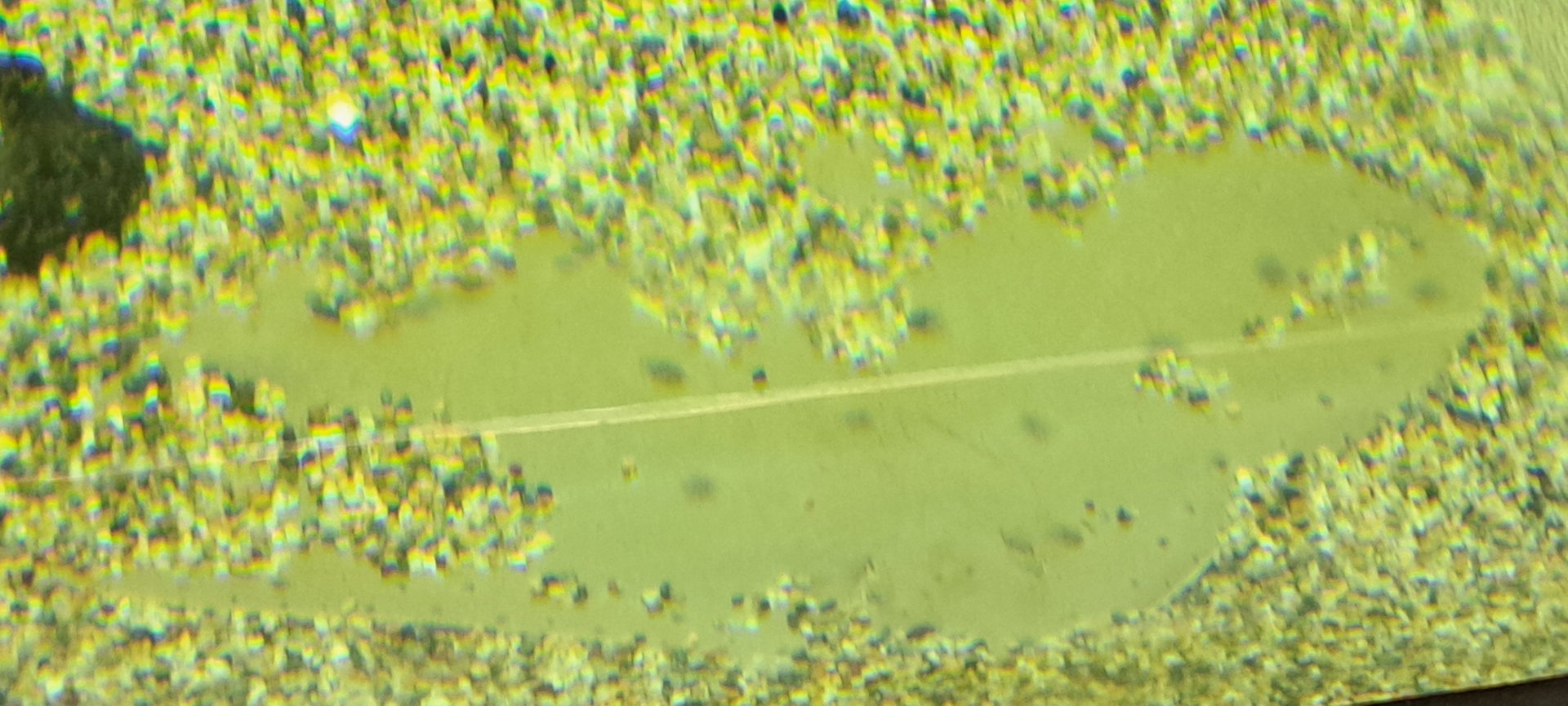 Japanese Butterfly Ray