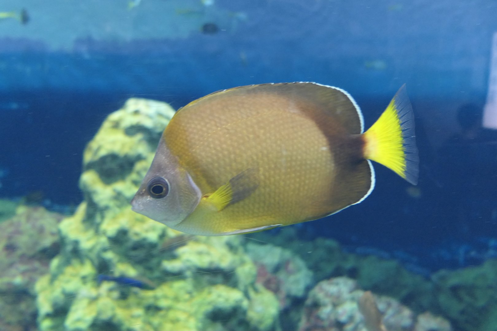Japanese Butterflyfish (Chaetodon nippon)