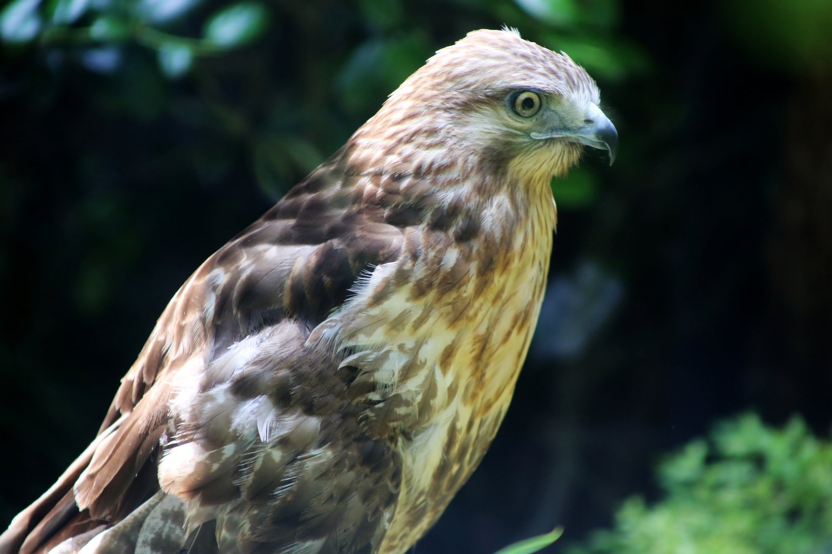 Japanese Buzzard (Buteo japonicus)
