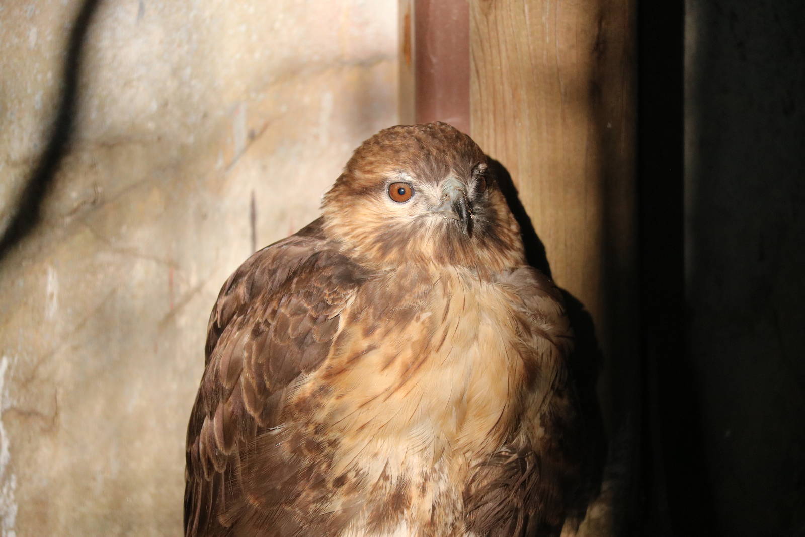 Japanese buzzard?, February 2016