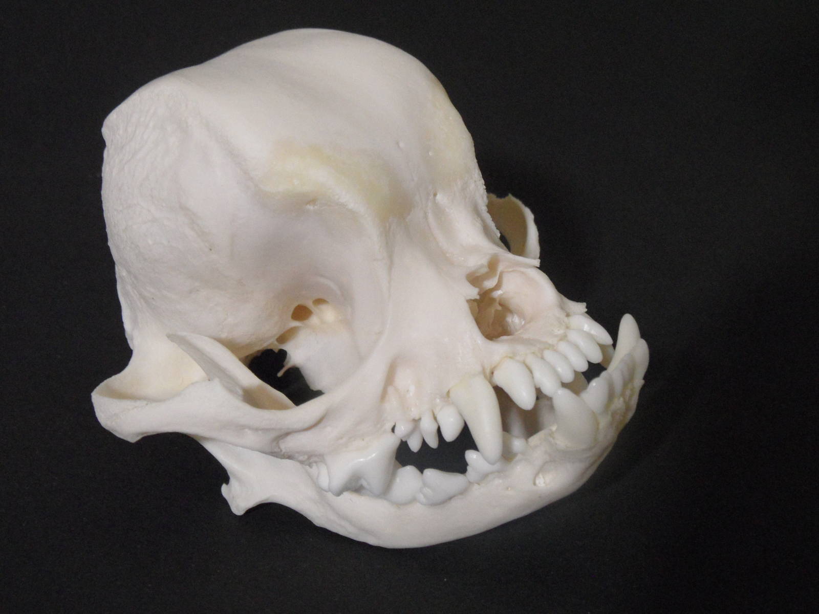 Japanese Chin skull