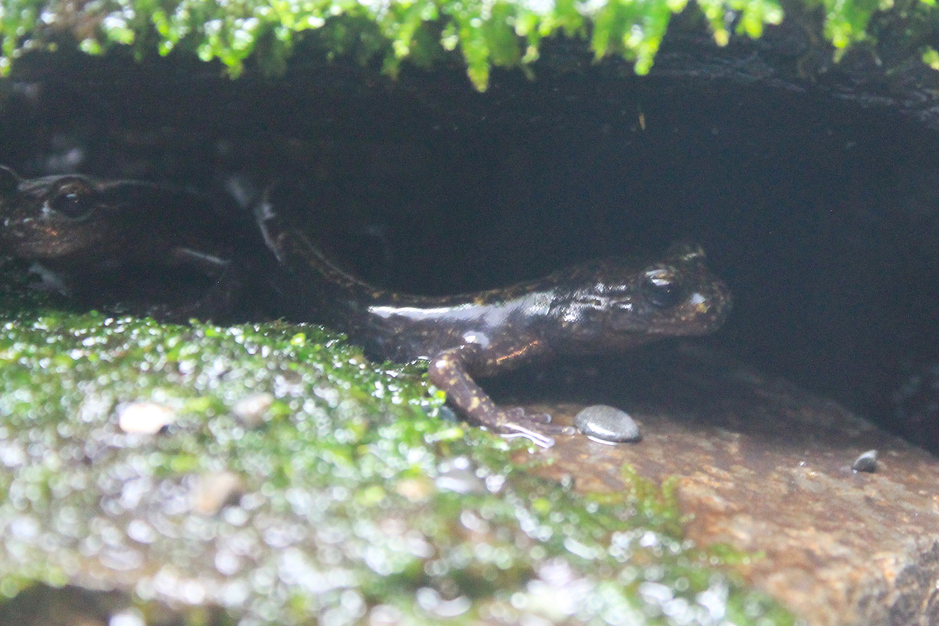 Japanese Clawed Salamander (Onychodactylus japonicus)