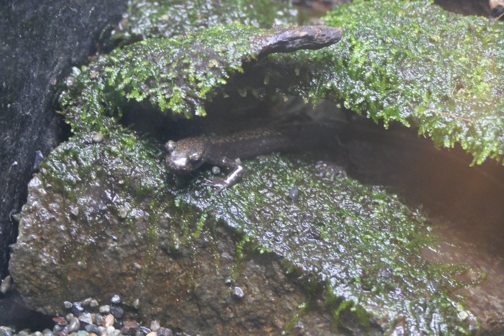 Japanese Clawed Salamander (Onychodactylus japonicus)