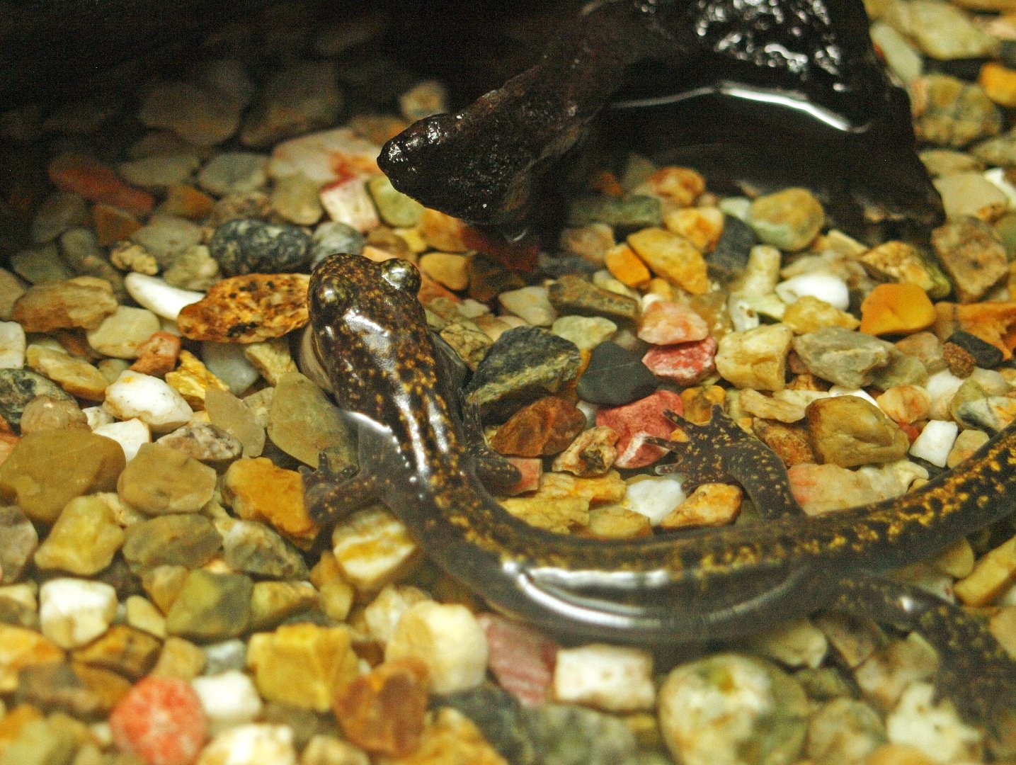 Japanese clawed salamander