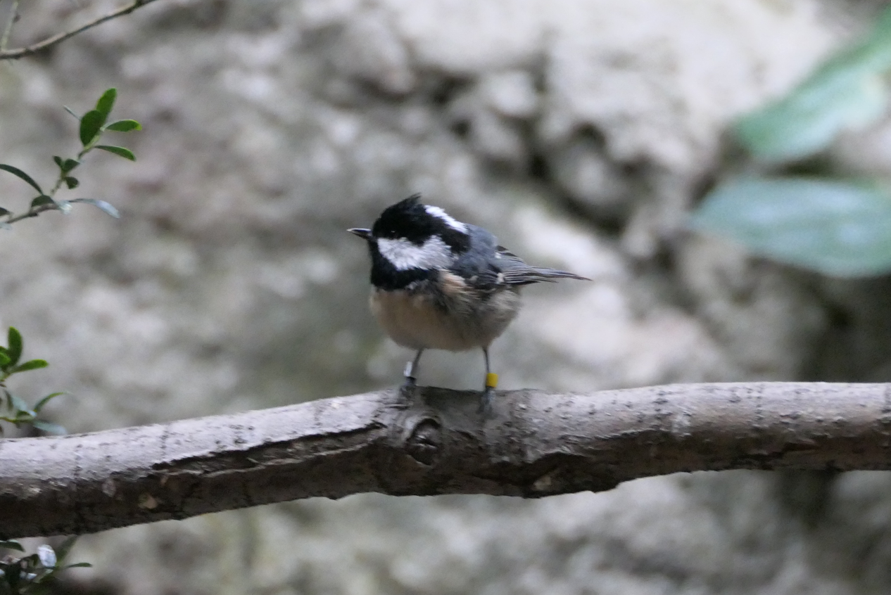 Japanese Coal Tit (Periparus ater insularis)