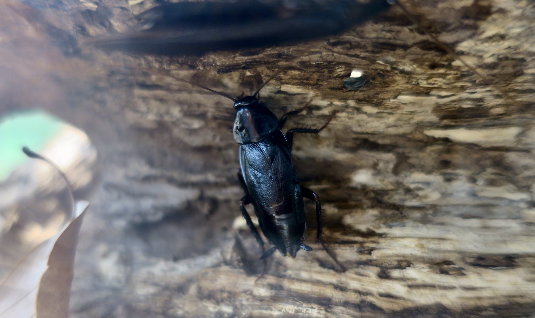 Japanese Cockroach (Periplaneta japonica)