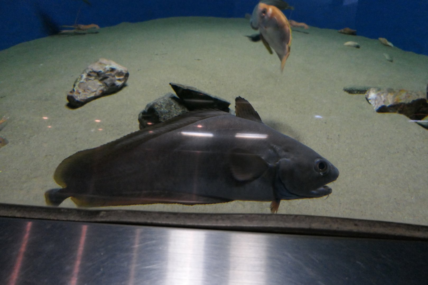 Japanese Codling (Physiculus japonicus)