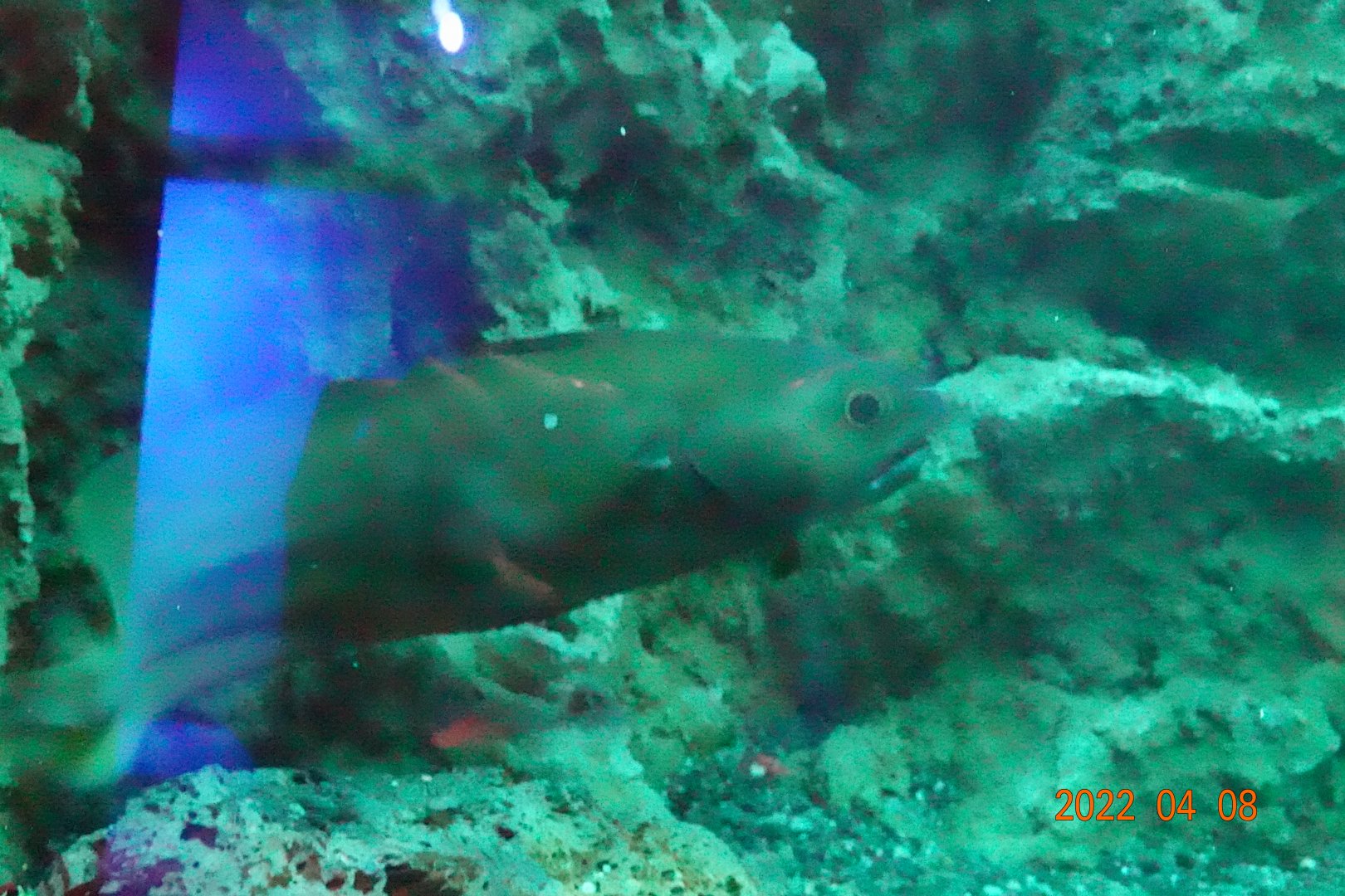 Japanese Codling (Physiculus maximowiczi)-Xpark