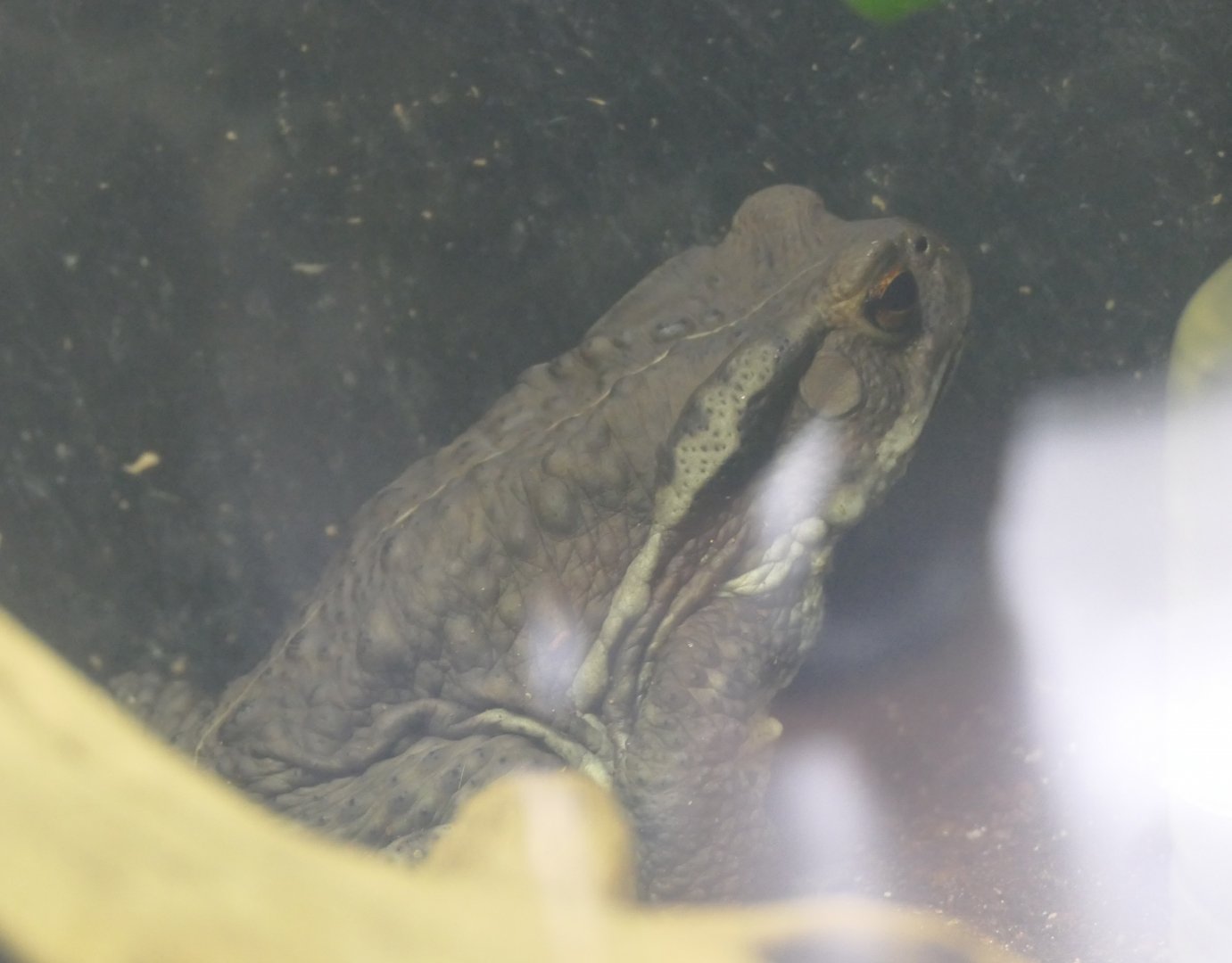 Japanese Common Toad (Bufo sp.)