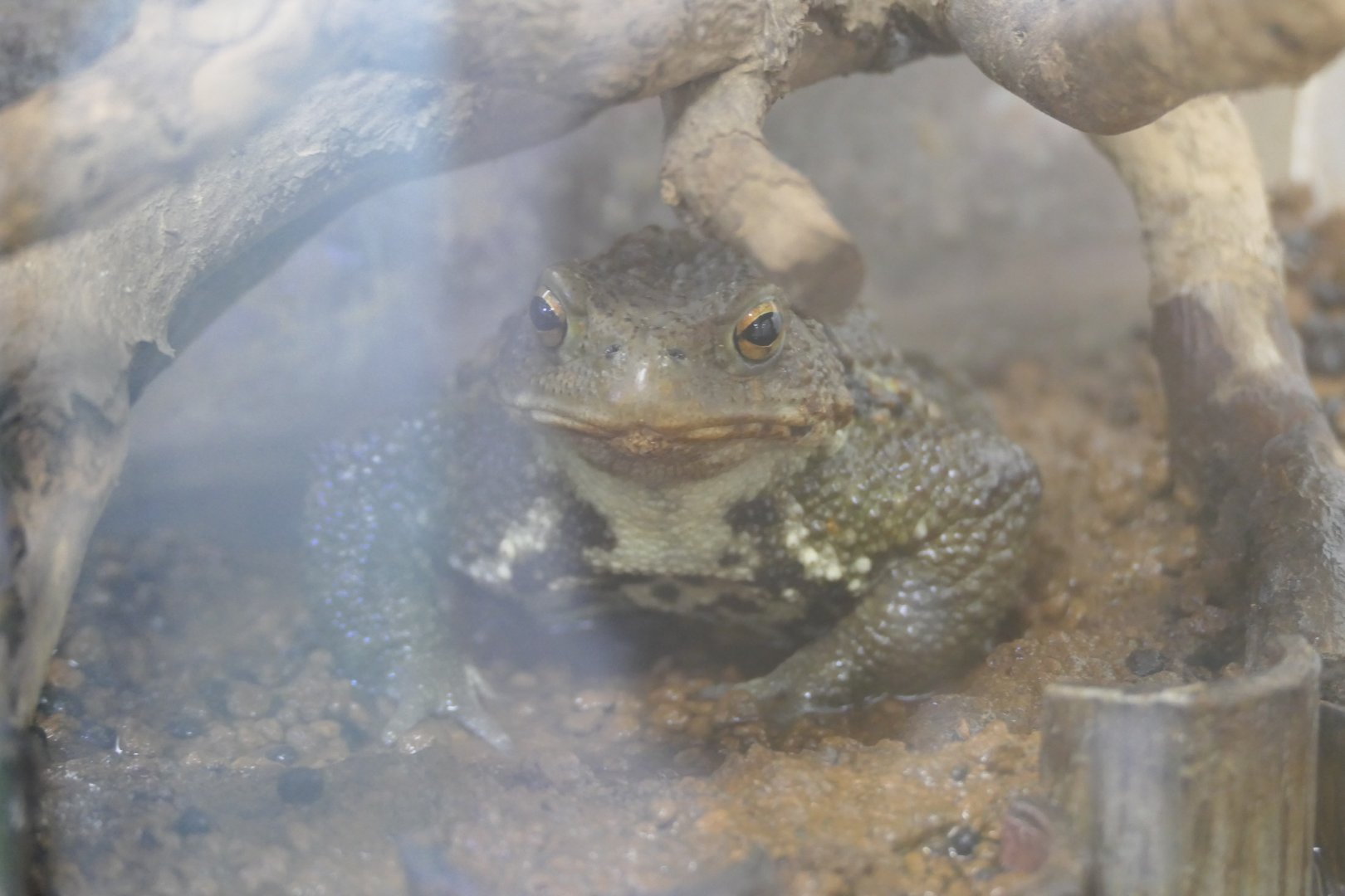 Japanese Common Toad (Bufo sp.)