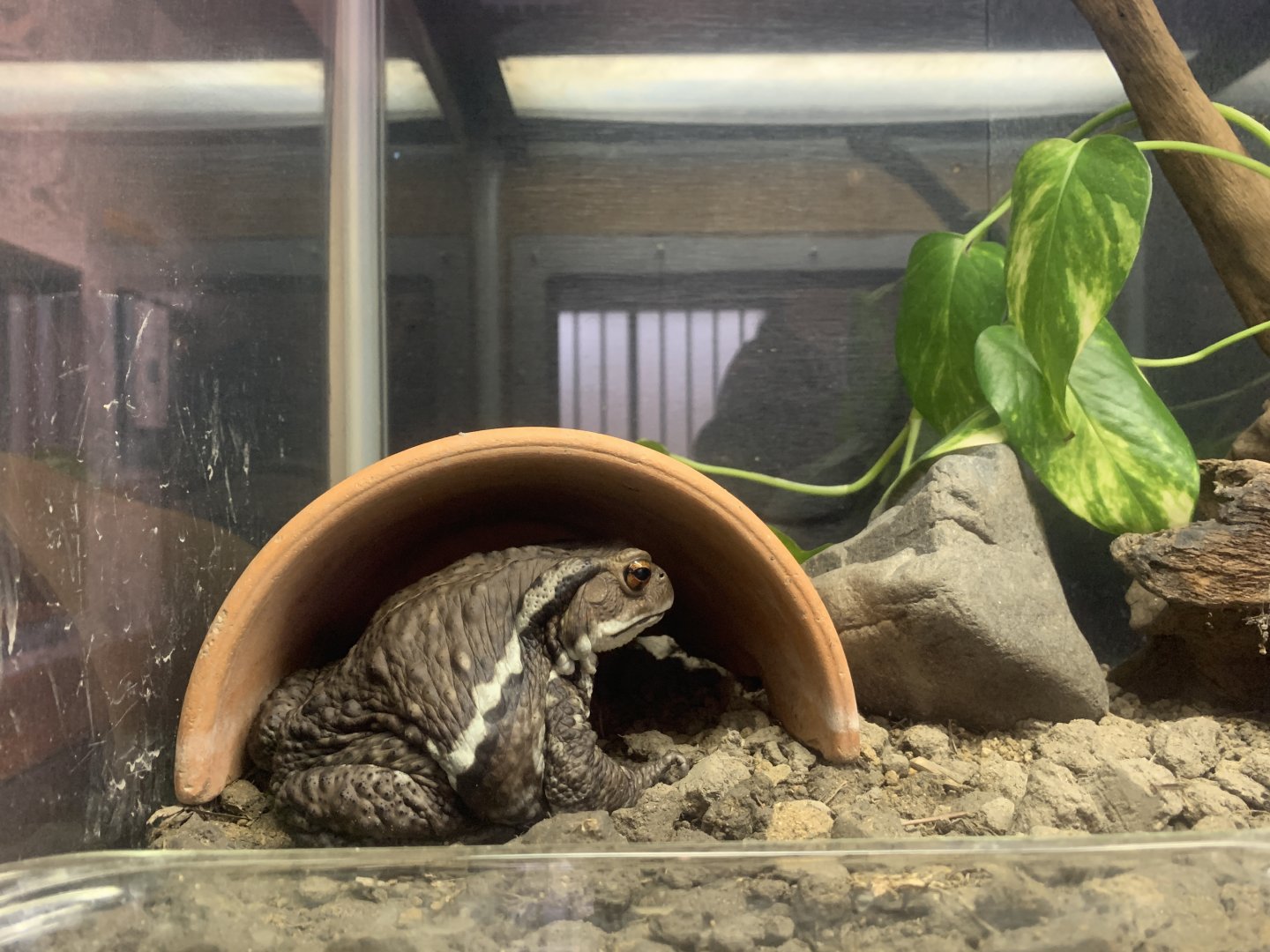 Japanese Common Toad