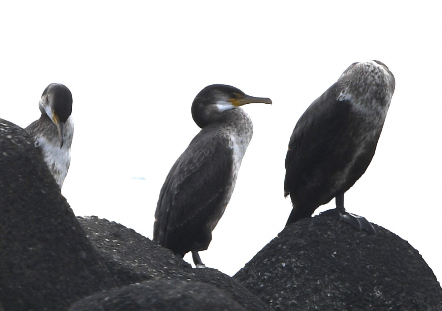 Japanese Cormorant ~ Kasai Rinkai Park