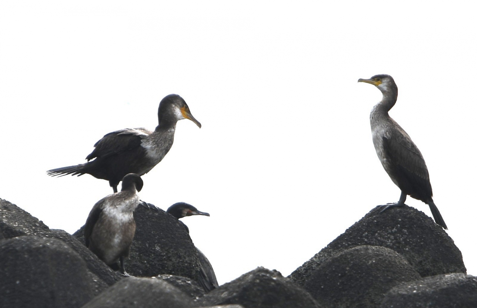 Japanese Cormorant ~ Kasai Rinkai Park