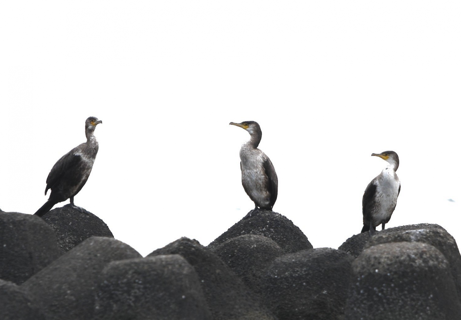Japanese Cormorant ~ Kasai Rinkai Park
