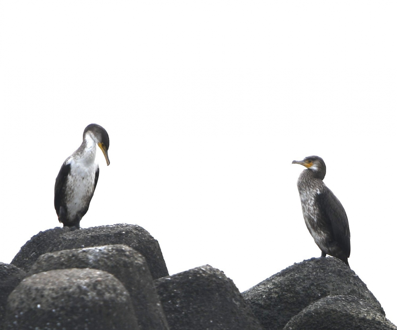 Japanese Cormorant ~ Kasai Rinkai Park