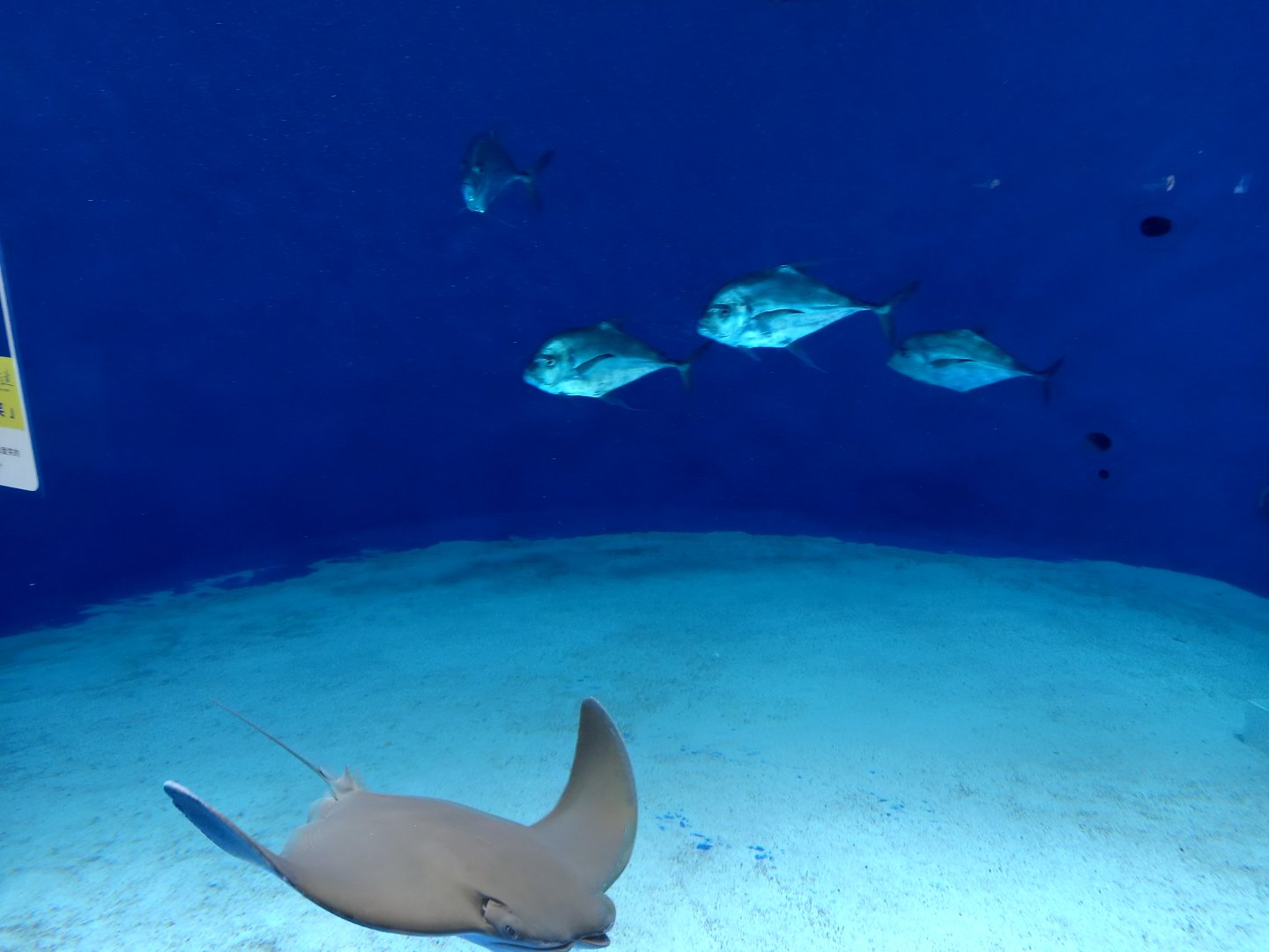 Japanese Cownose Ray and Trevally tank, Xpark Aquarium