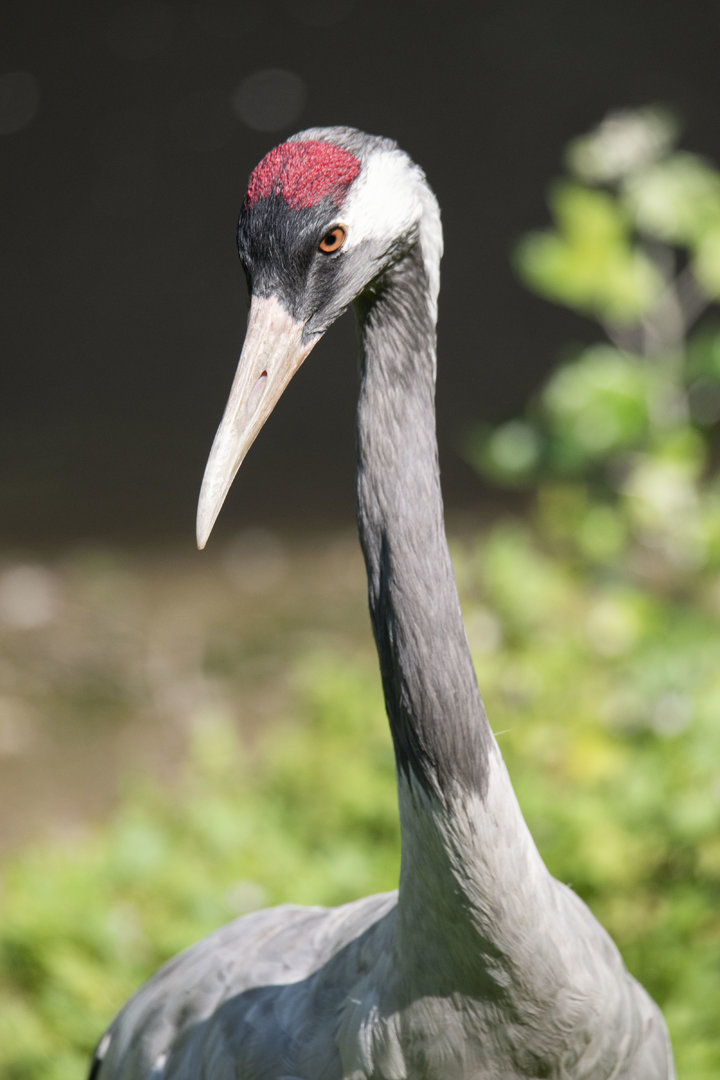 Japanese crane (Grus japonensis)