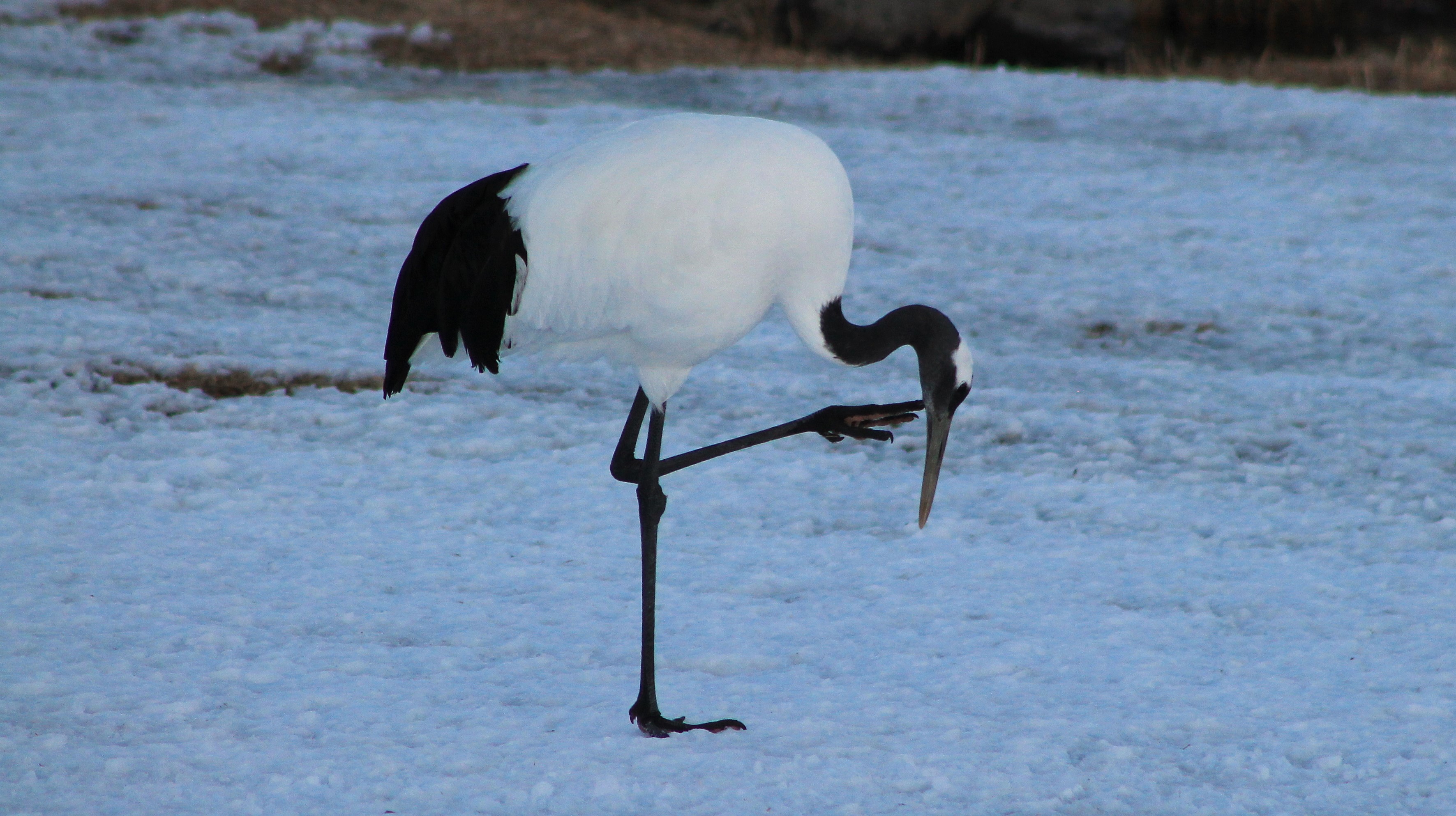 Japanese Crane (Grus japonensis)