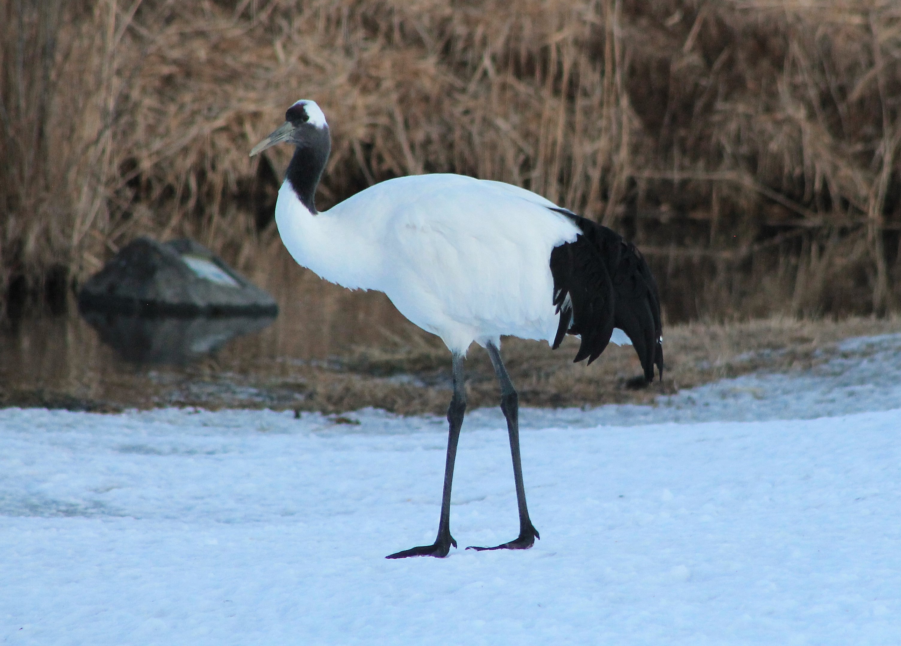 Japanese Crane (Grus japonensis)