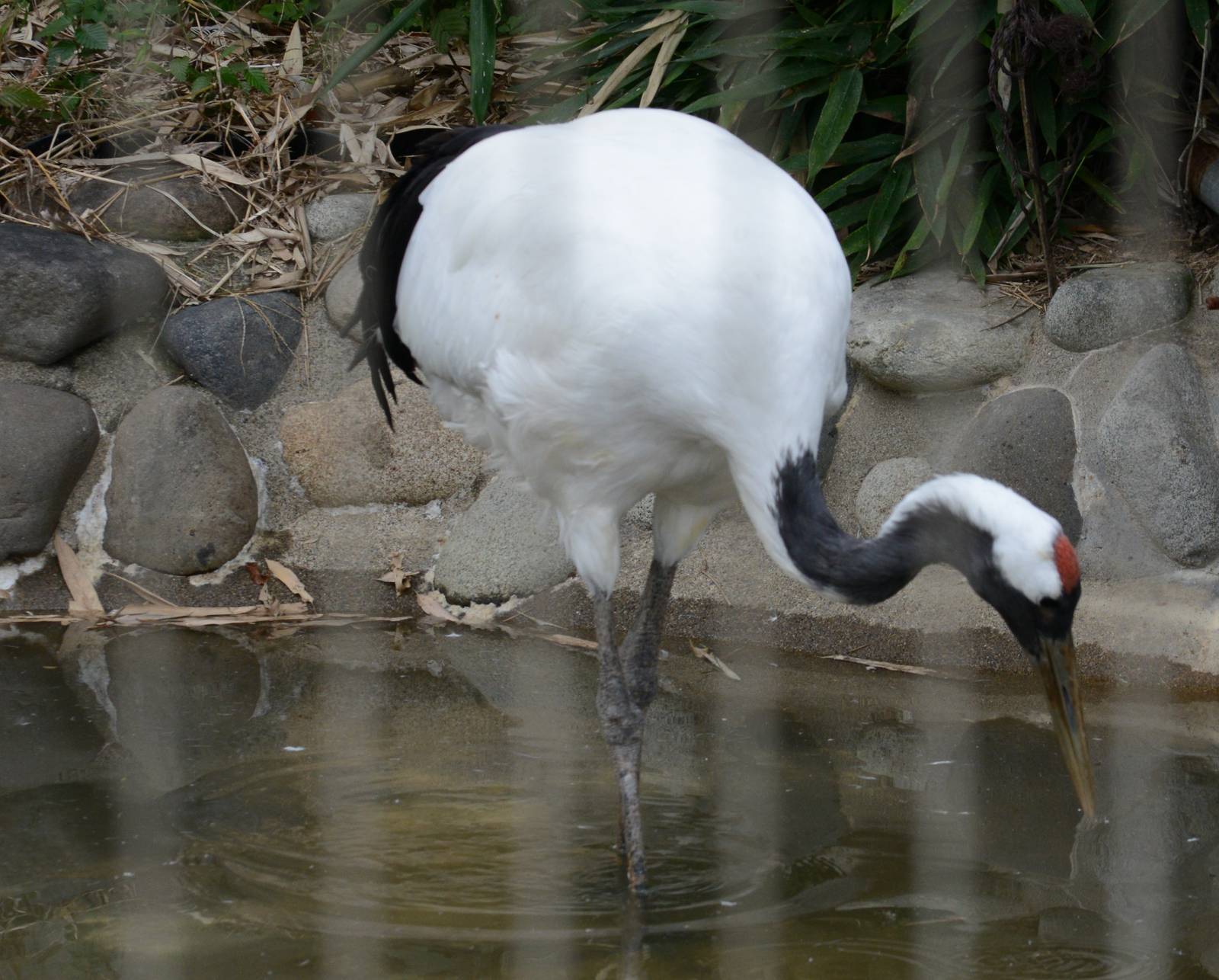 Japanese crane