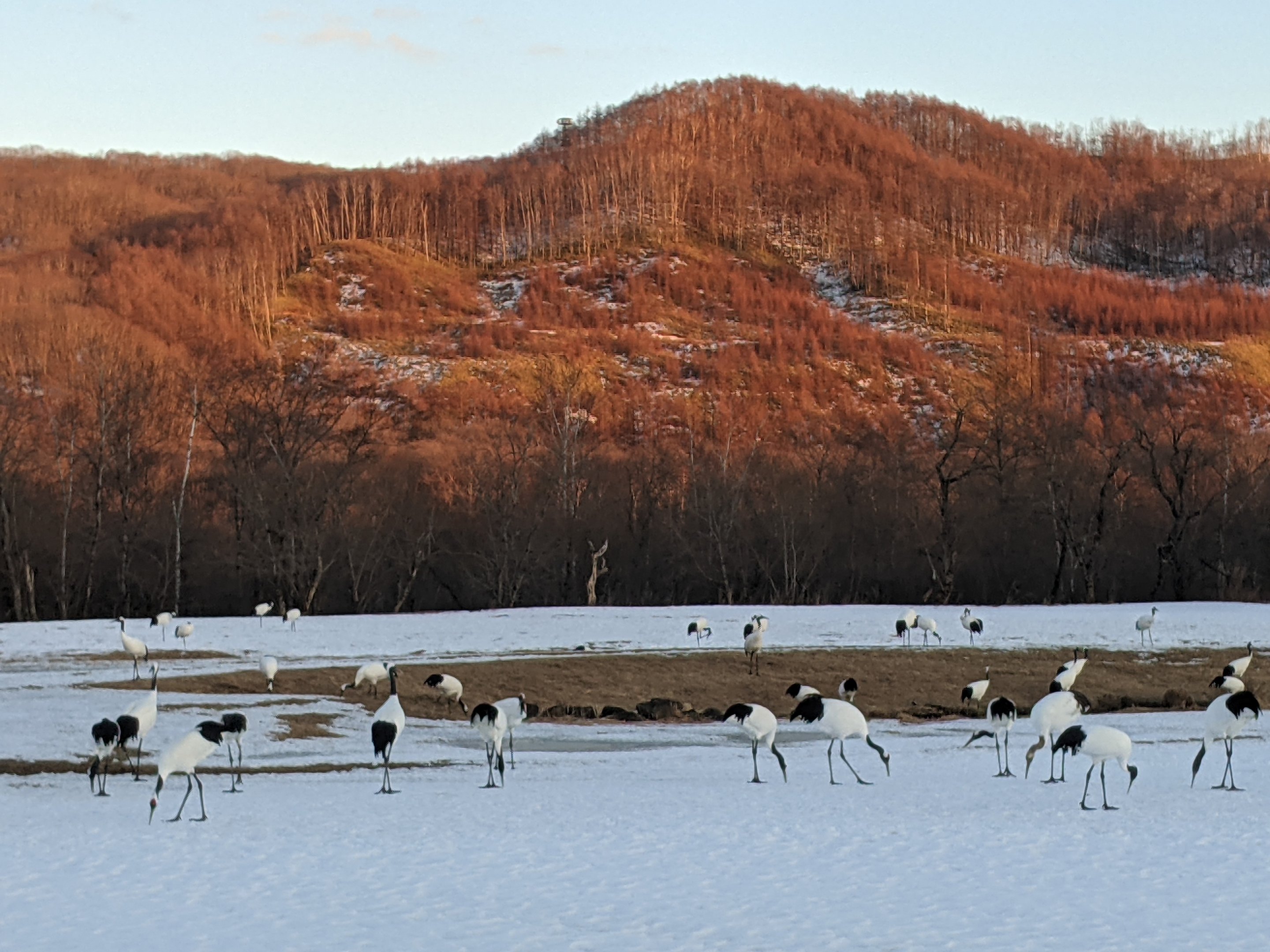 Japanese Cranes (Grus japonensis)