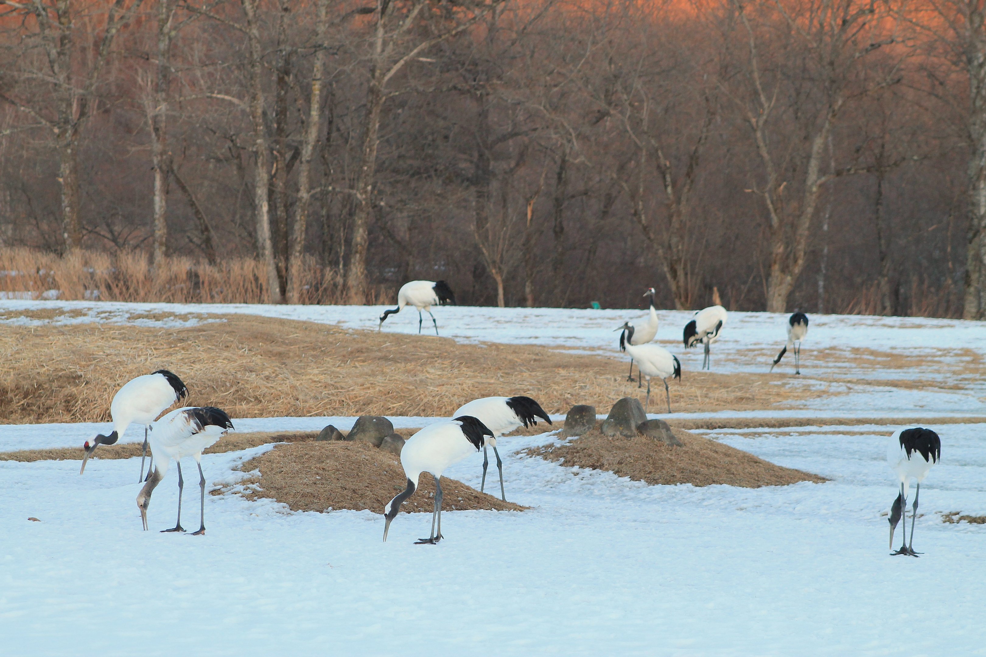 Japanese Cranes (Grus japonensis)