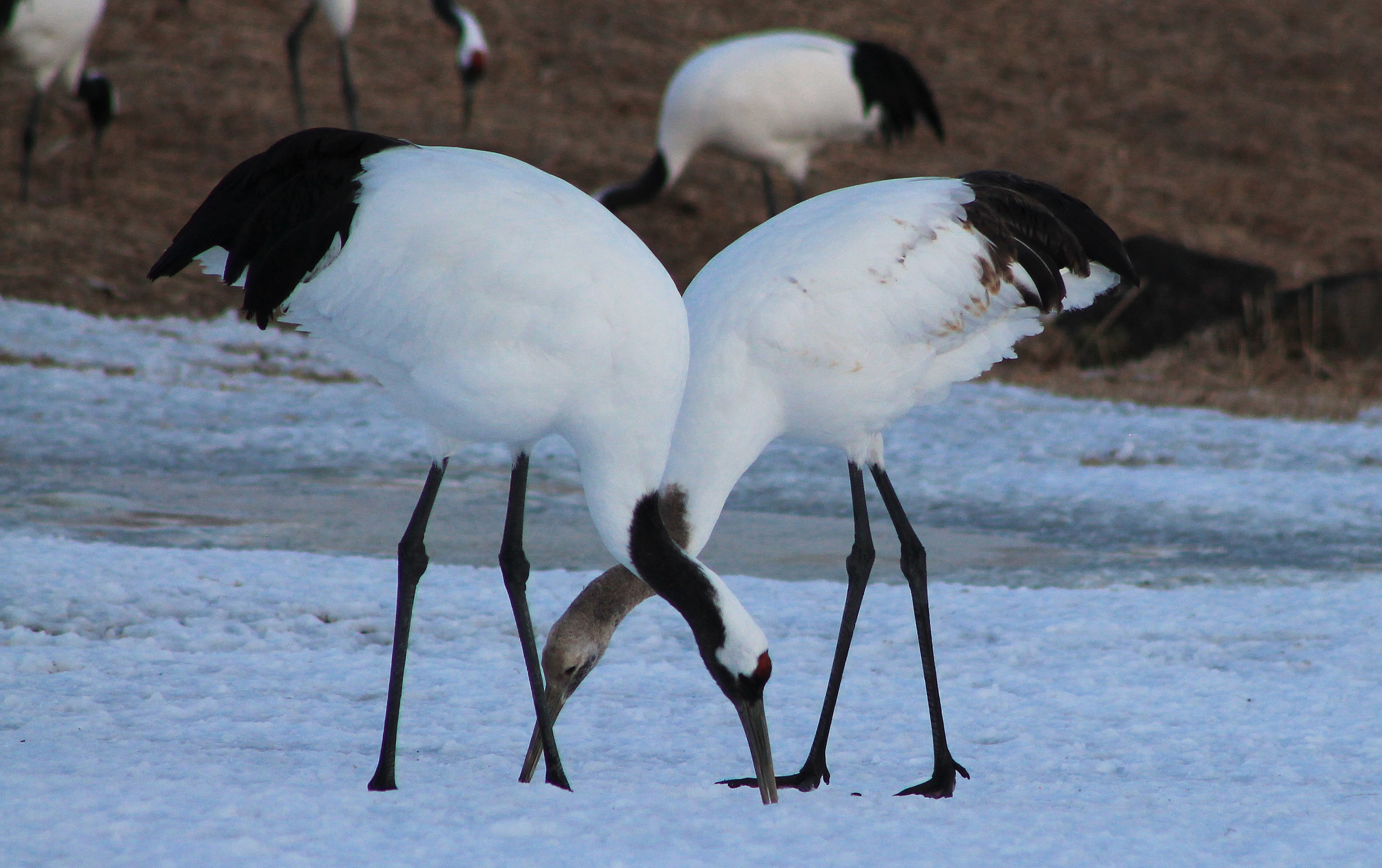 Japanese Cranes (Grus japonensis)