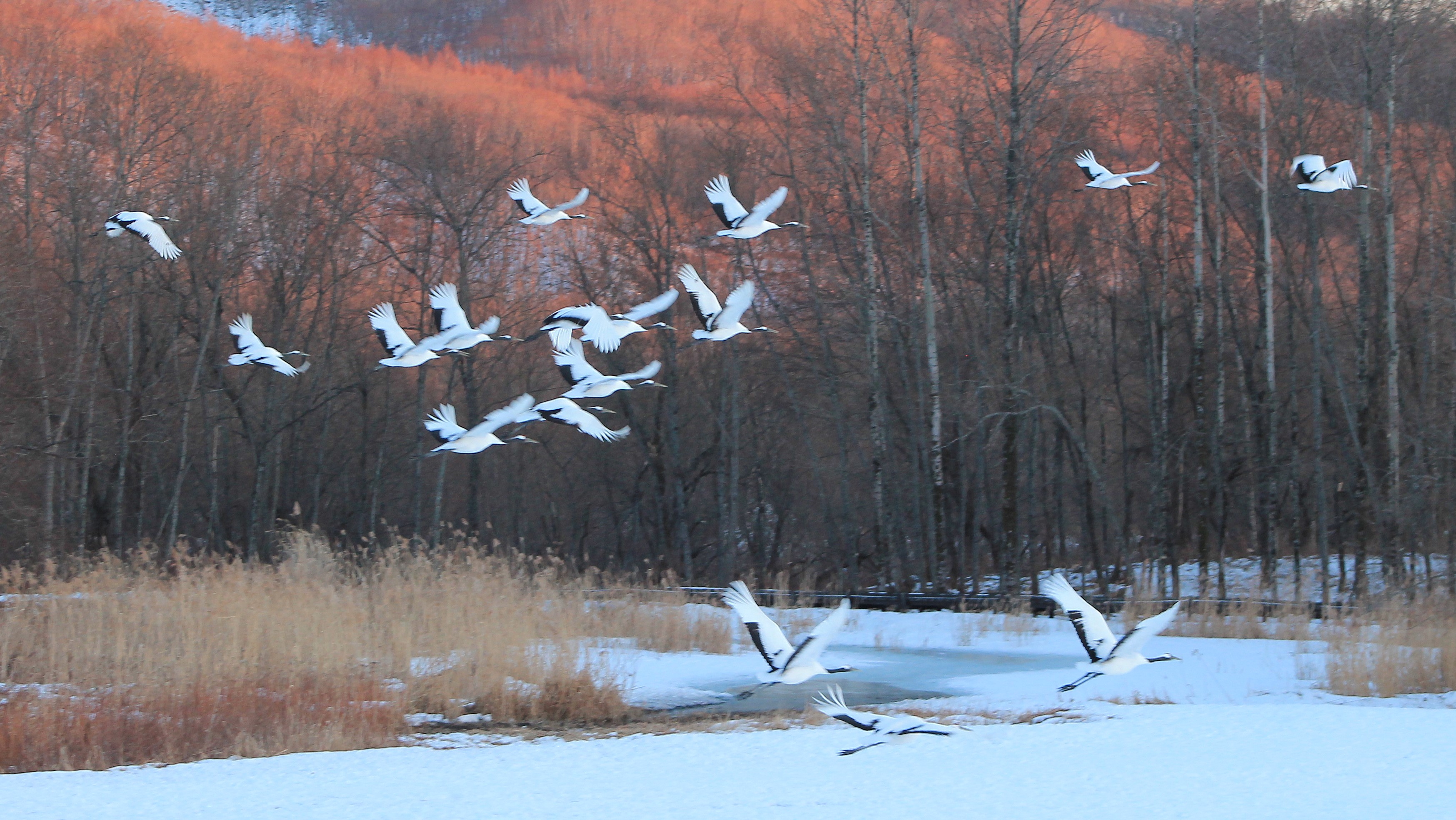 Japanese Cranes (Grus japonensis)