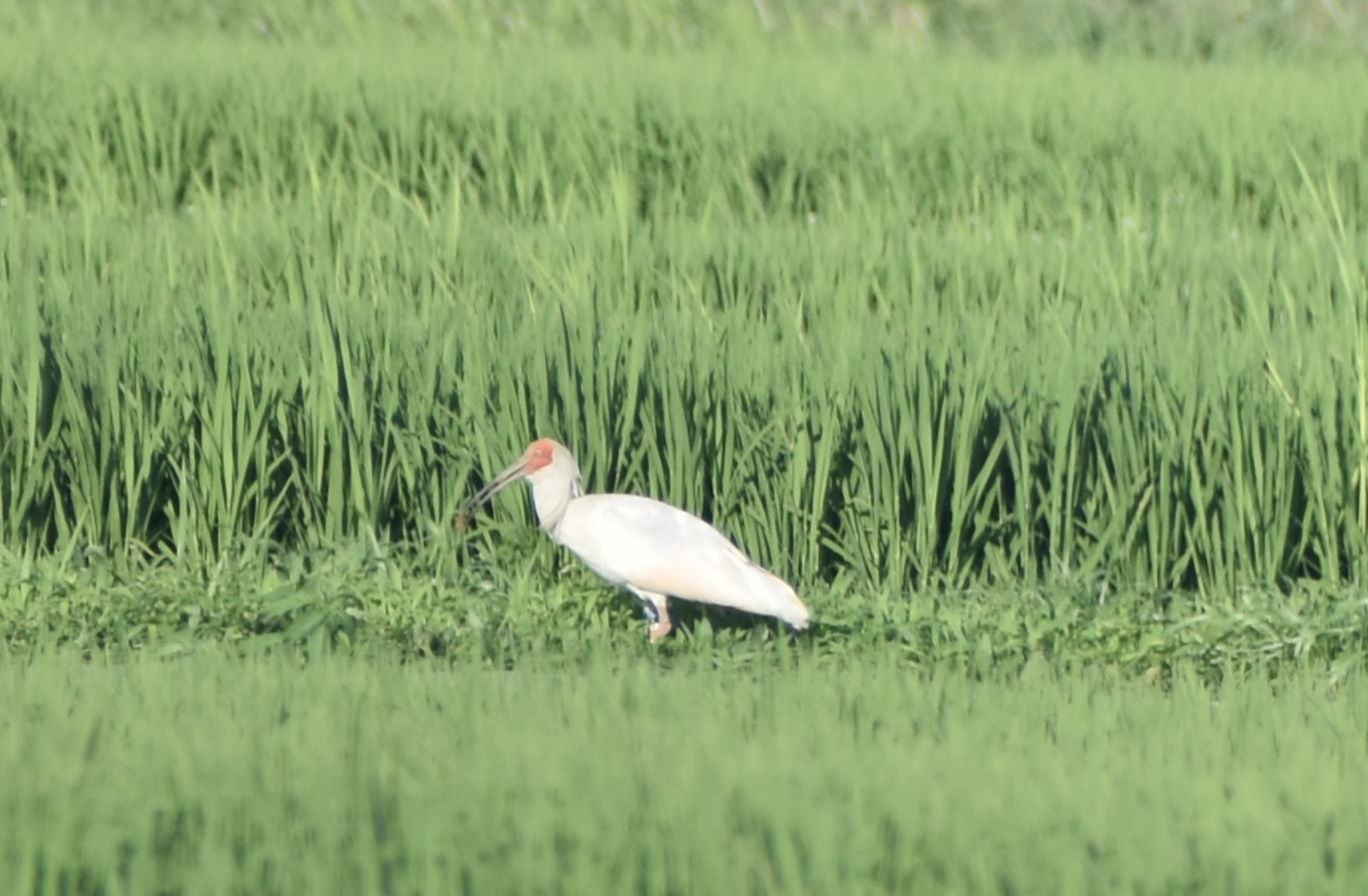 Japanese Crested Ibis - Sado Island