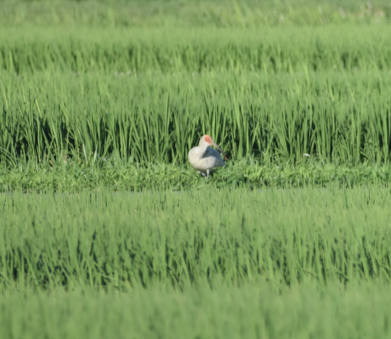 Japanese Crested Ibis - Sado Island