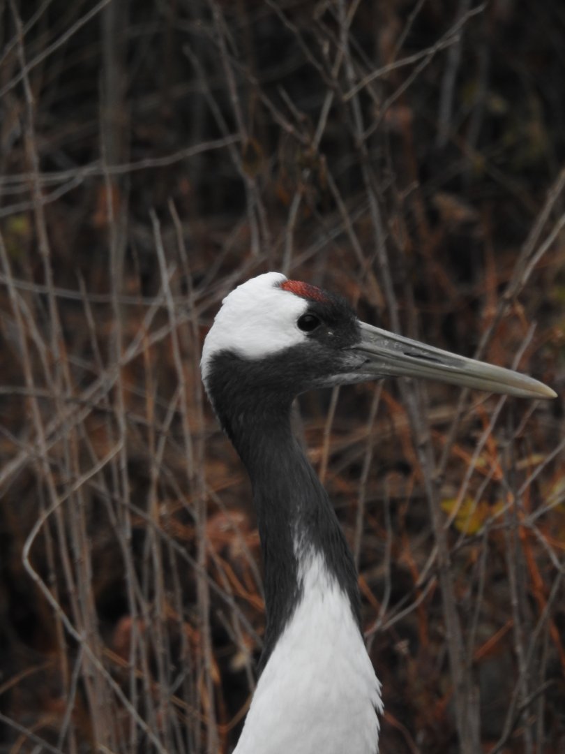 Japanese Crowned Crane