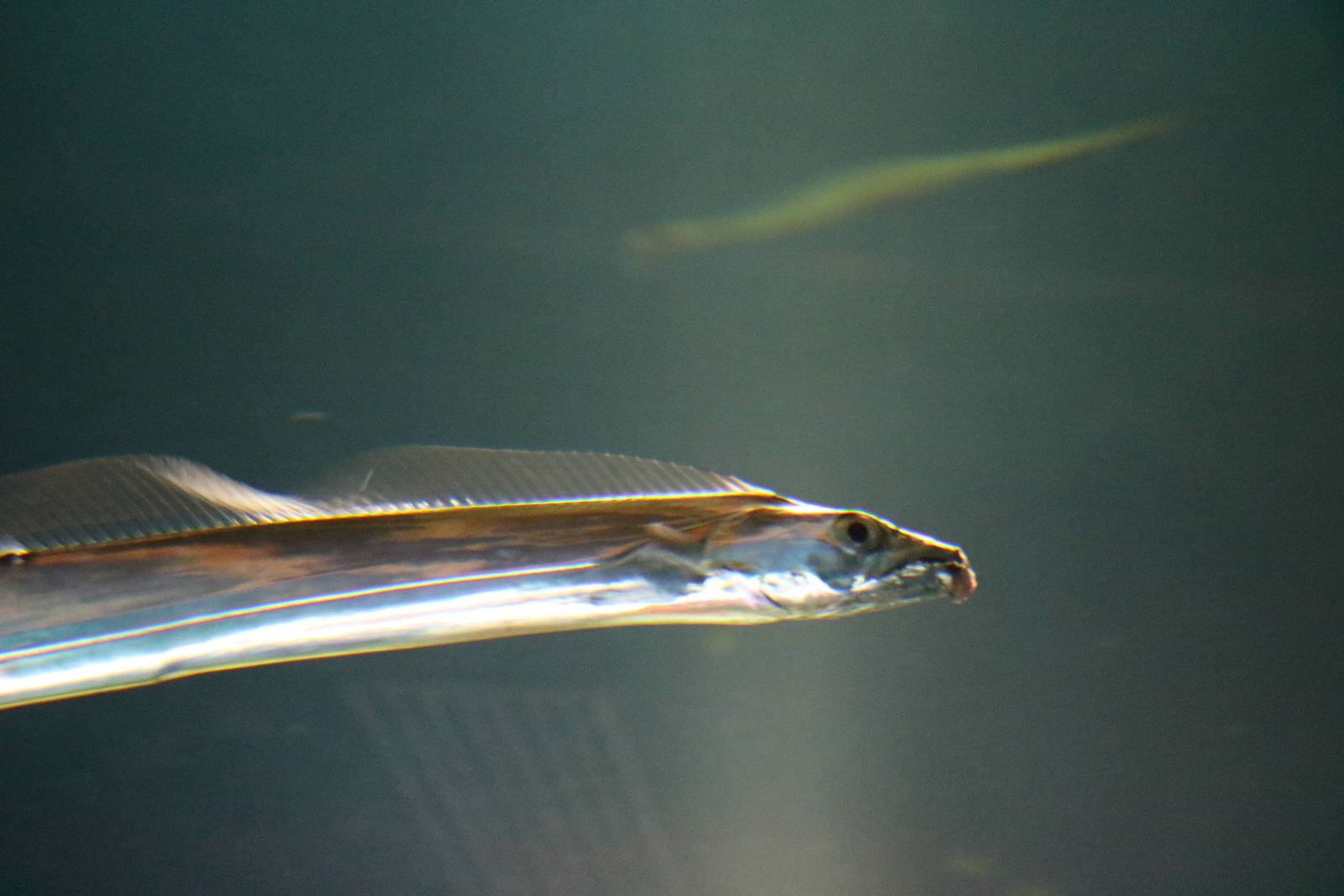 Japanese cutlassfish - Tokyo Sea Life Park, February 2016