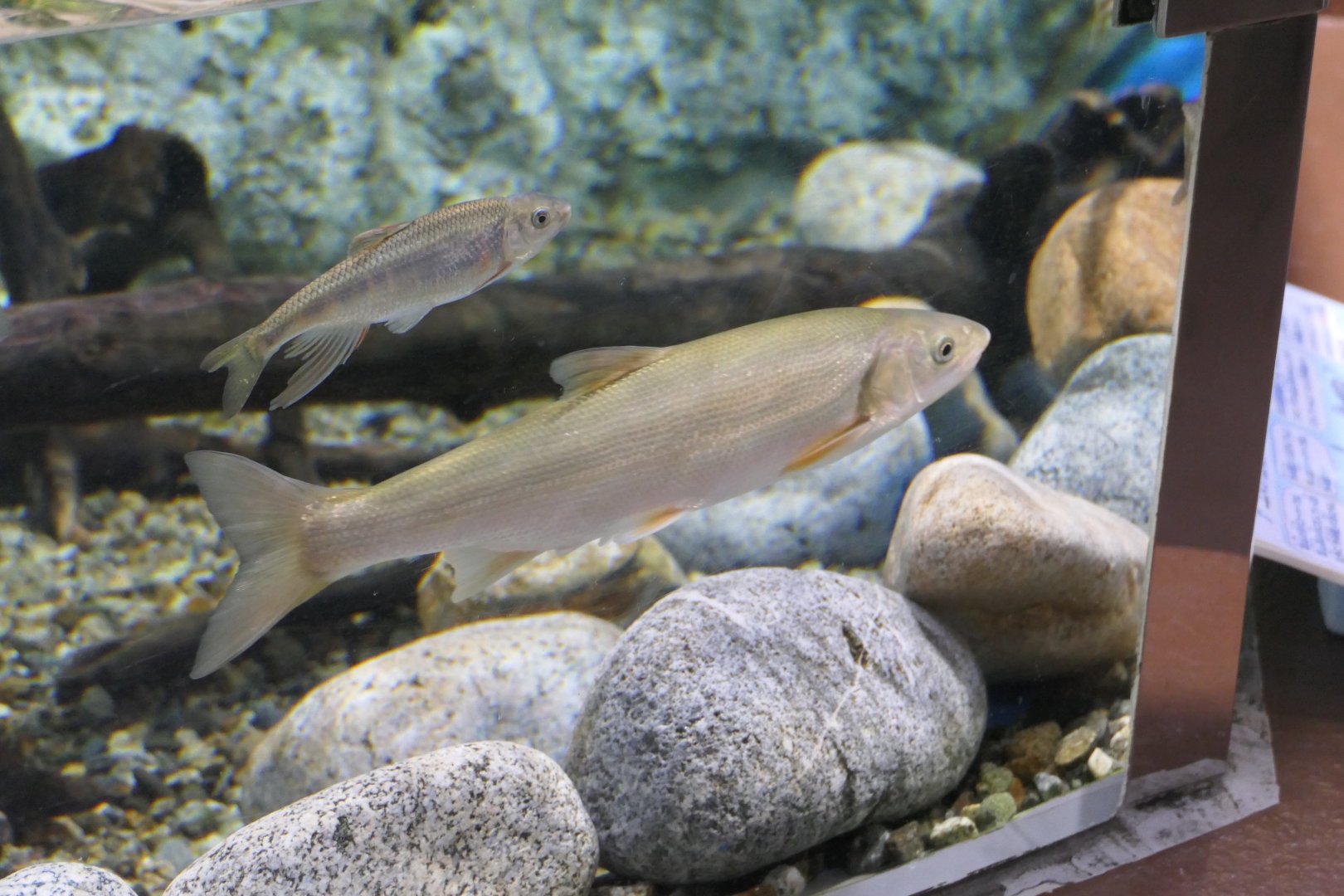 Japanese Dace (Pseudaspius hakonensis) and Pale Chub (Zacco platypus) - Uozu Aquarium