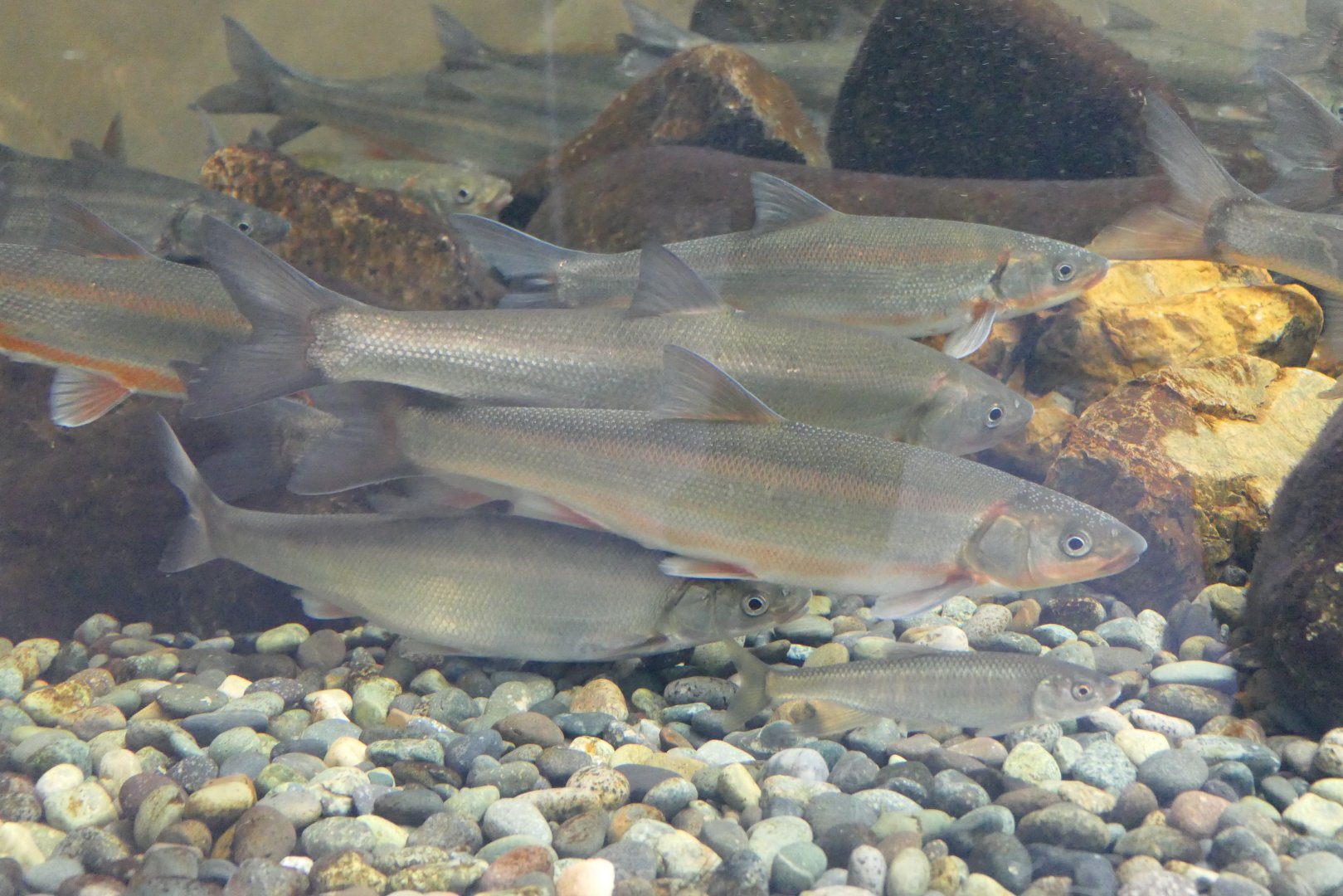 Japanese Dace (Pseudaspius hakonensis) - Lake Biwa Museum