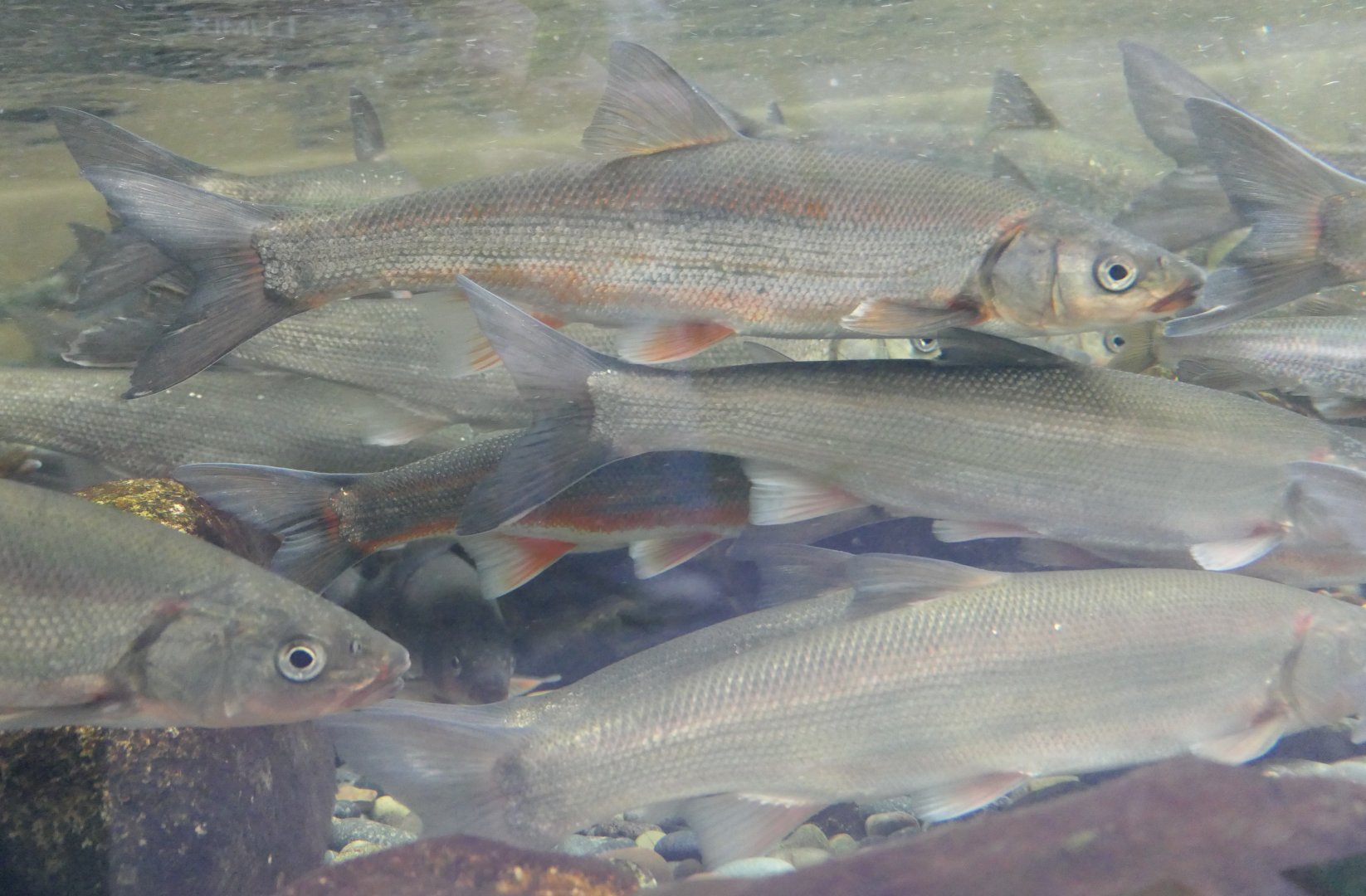 Japanese Dace (Pseudaspius hakonensis) - Lake Biwa Museum