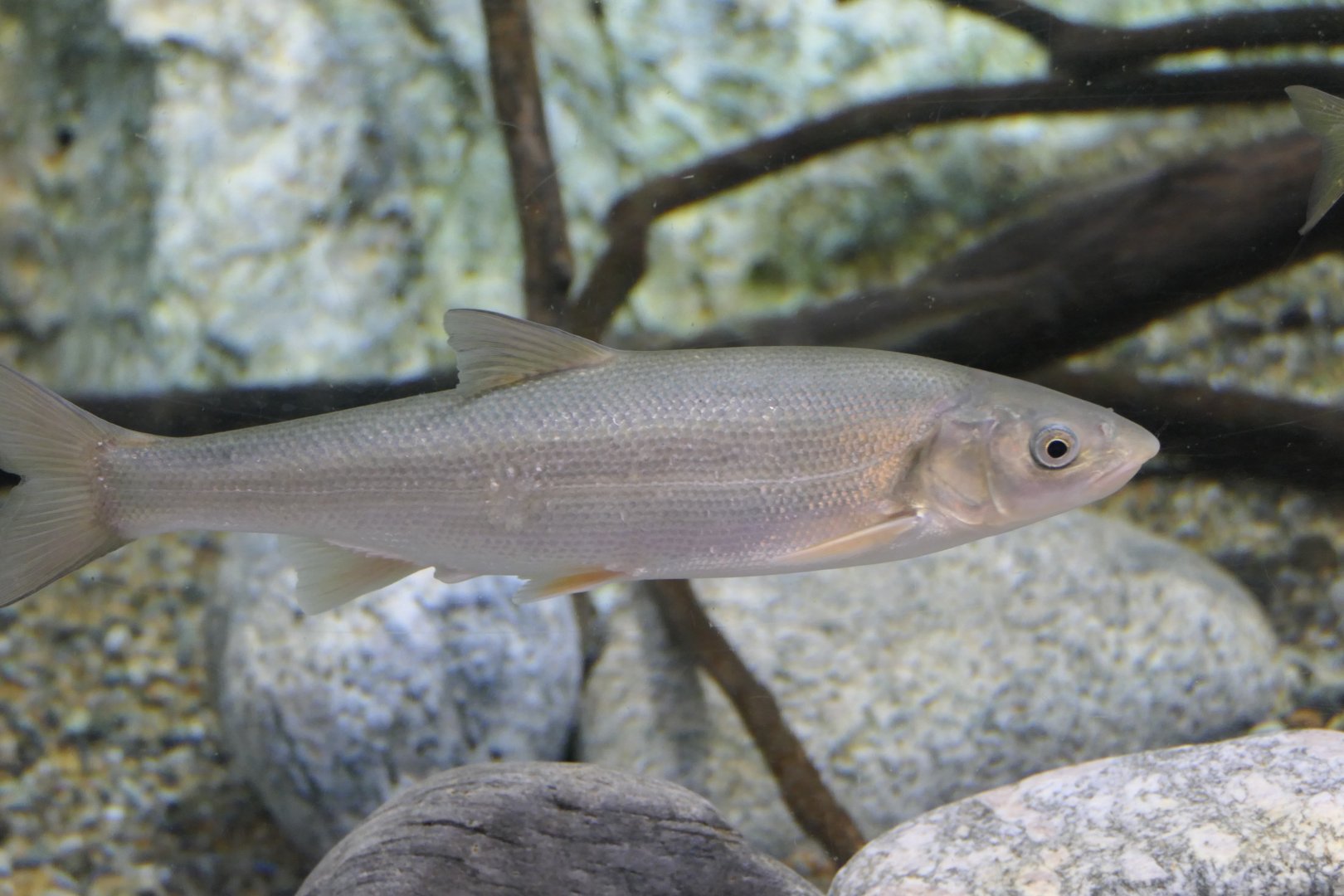 Japanese Dace (Pseudaspius hakonensis) - Uozu Aquarium