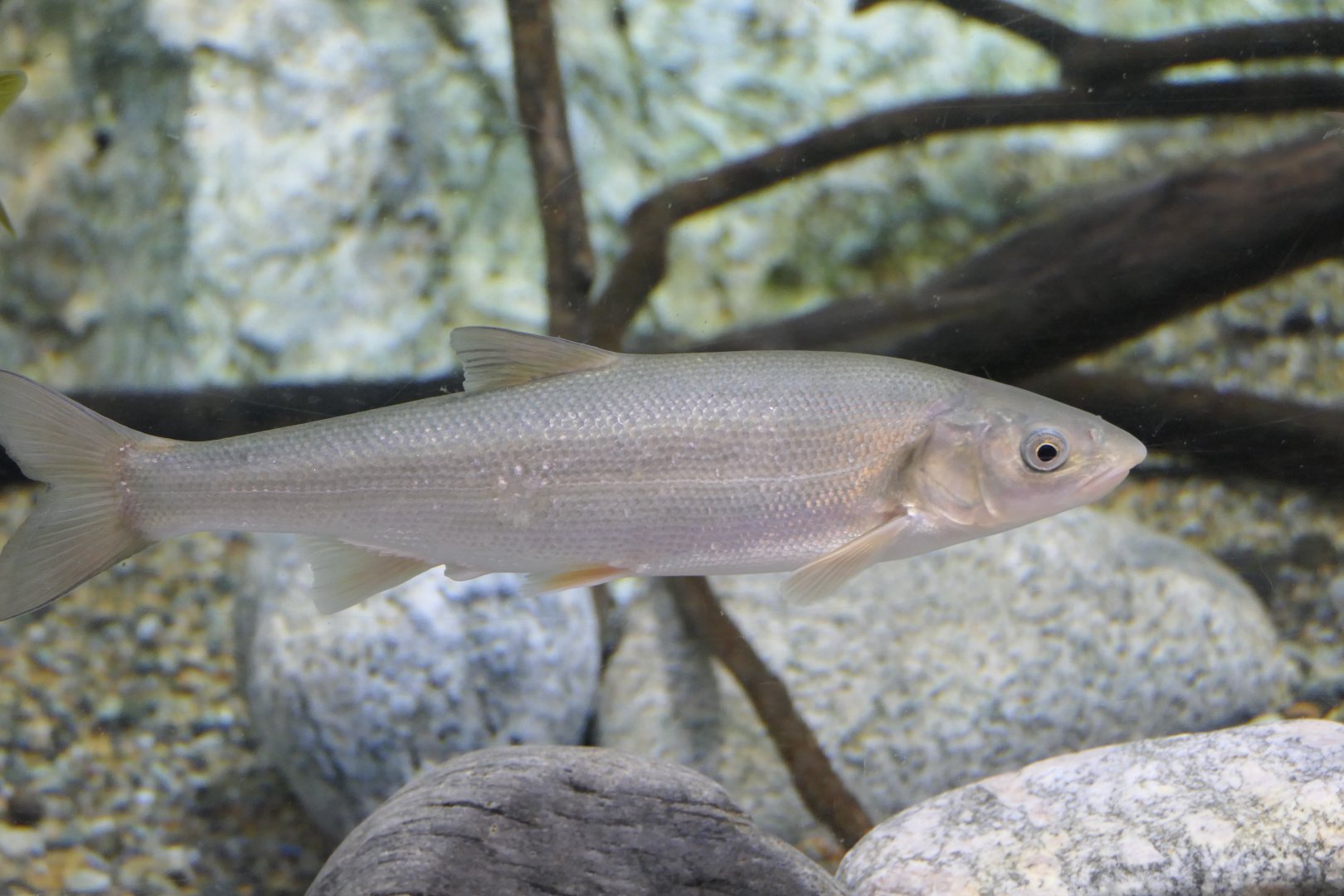 Japanese Dace (Pseudaspius hakonensis) - Uozu Aquarium