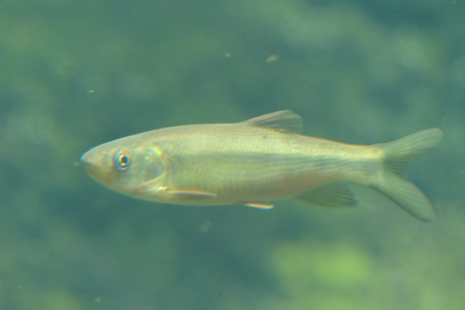 Japanese Dark Chub (Nipponocypris sieboldii) - Lake Biwa Museum