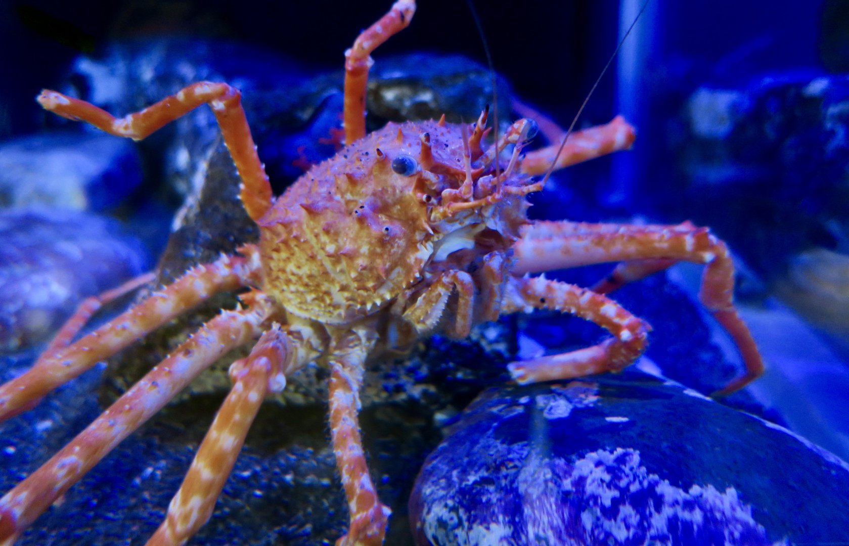 Japanese Deepwater Carrier Crab (Paromola japonica)