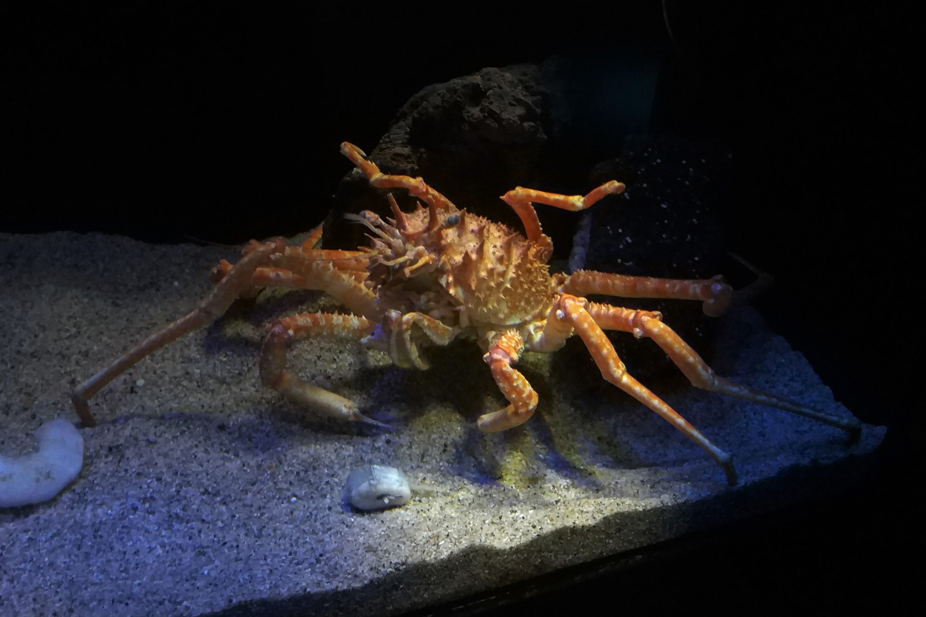 Japanese Deepwater Carrier Crab