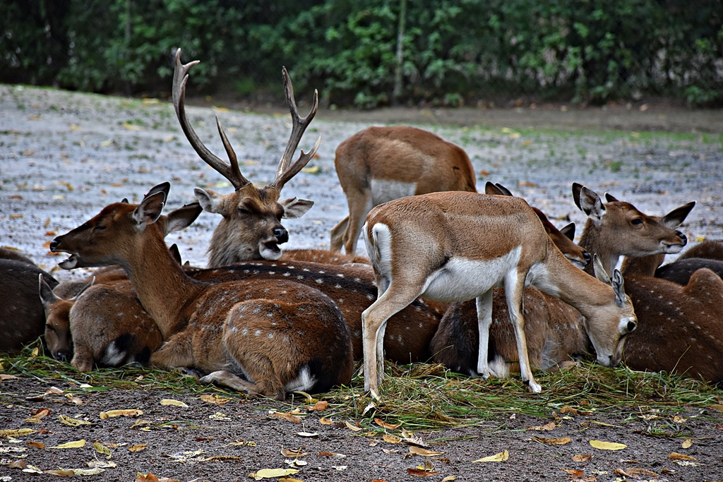 Japanese deer & Blackbuck