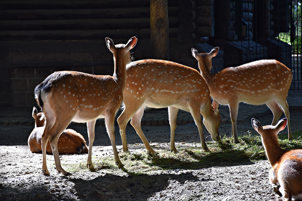 Japanese deer