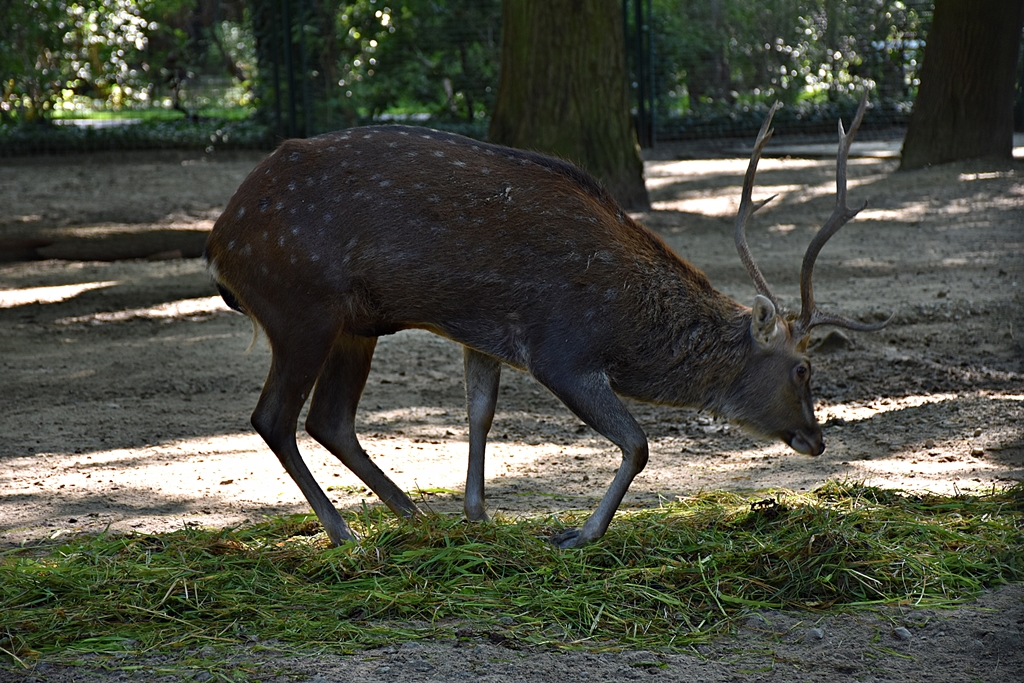 Japanese deer