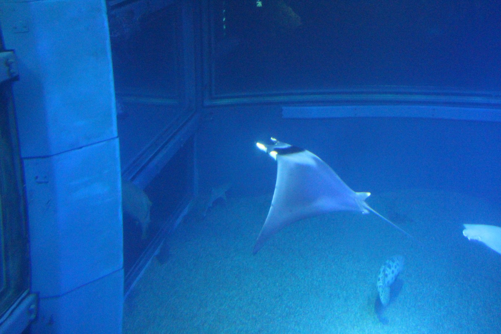 Japanese devil ray