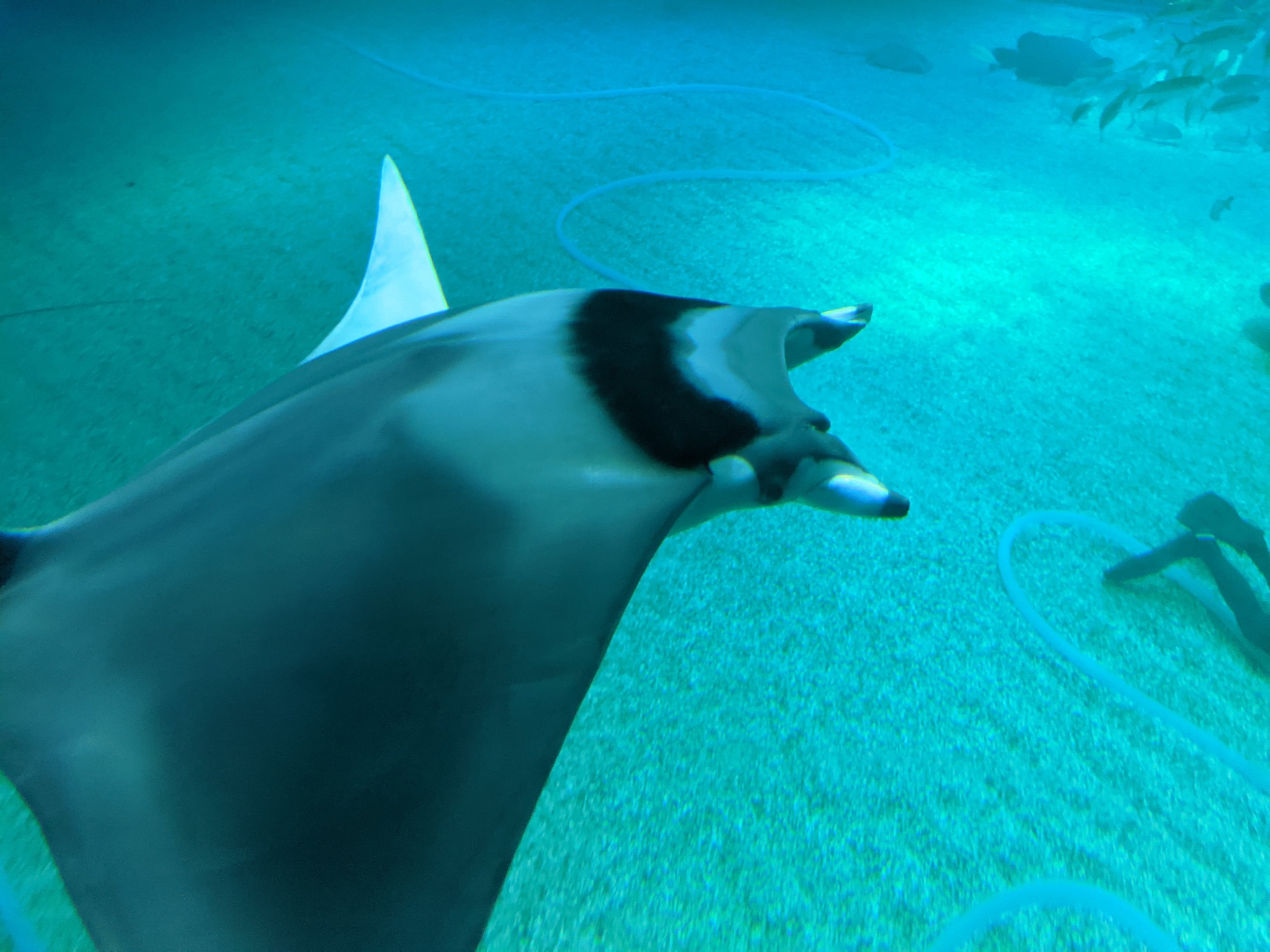 Japanese Devilfish (Mobula mobular)