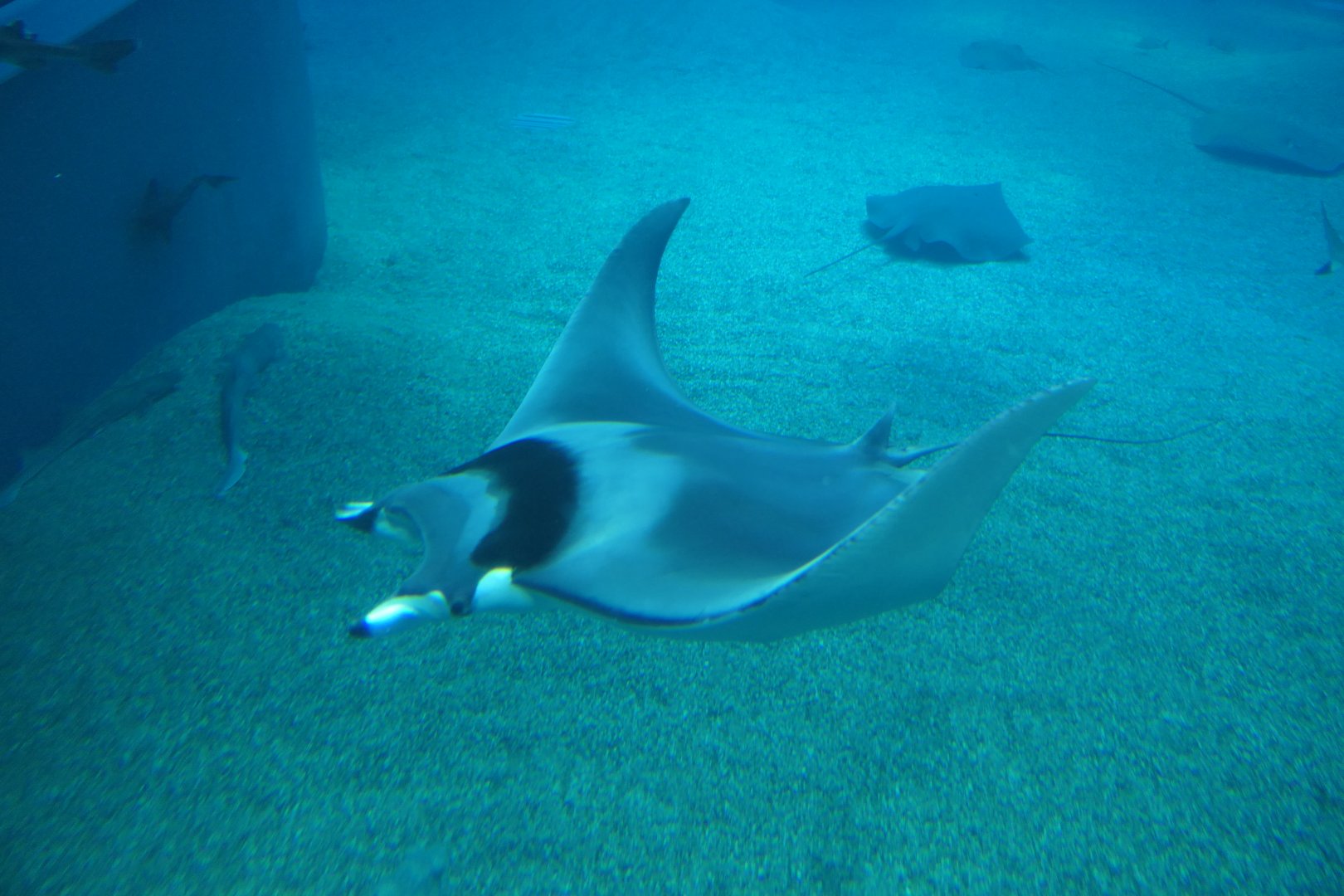 Japanese Devilray (Mobula mobular)