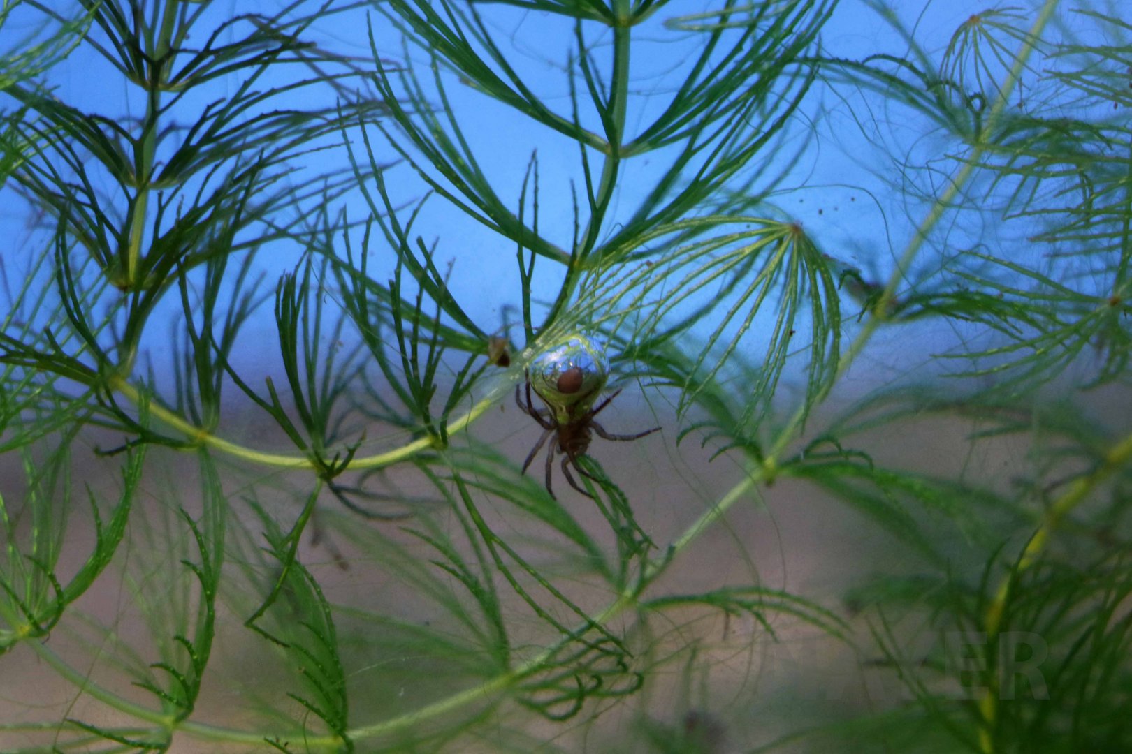 Japanese diving bell spider, October 2017
