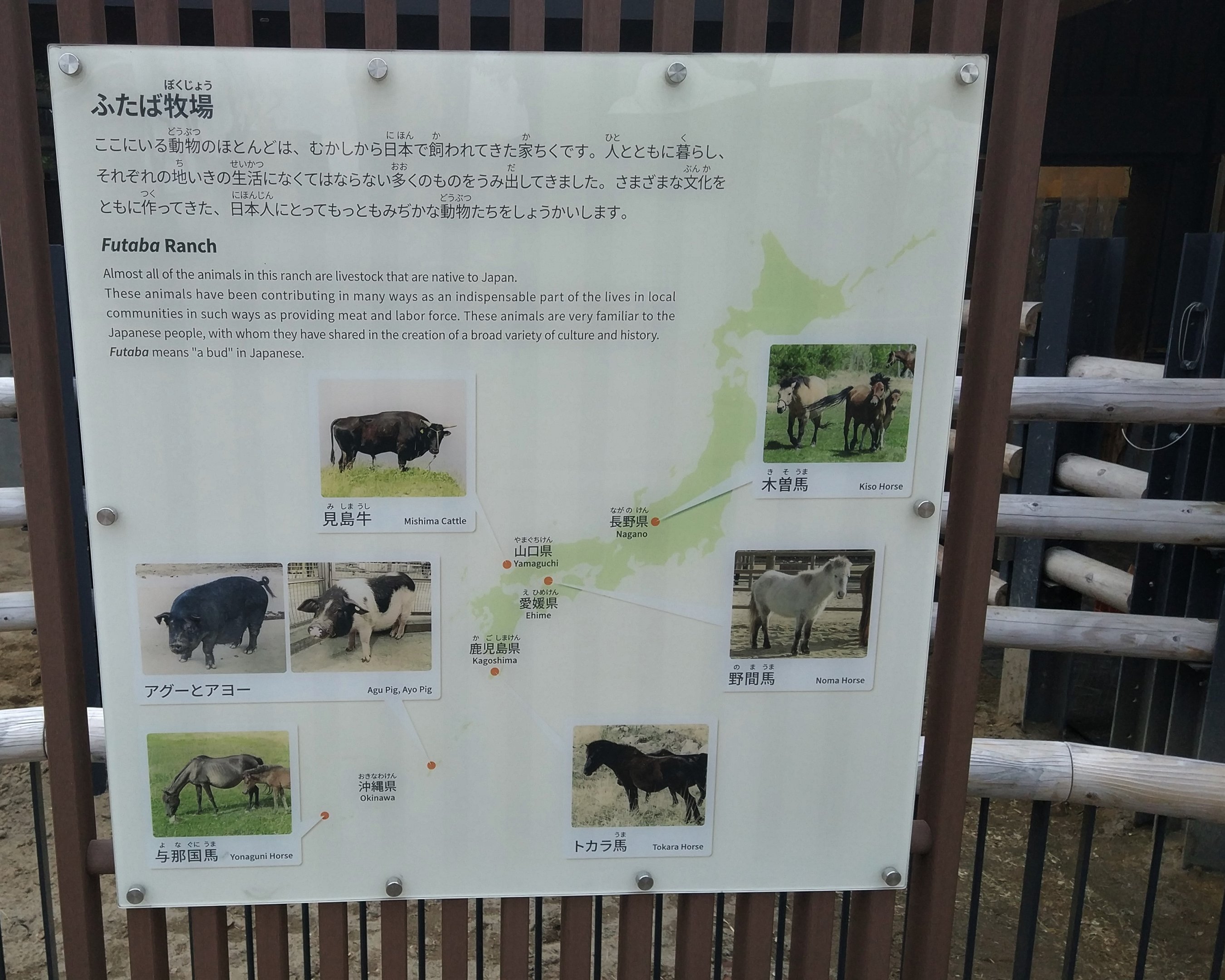 Japanese Domestics Signage