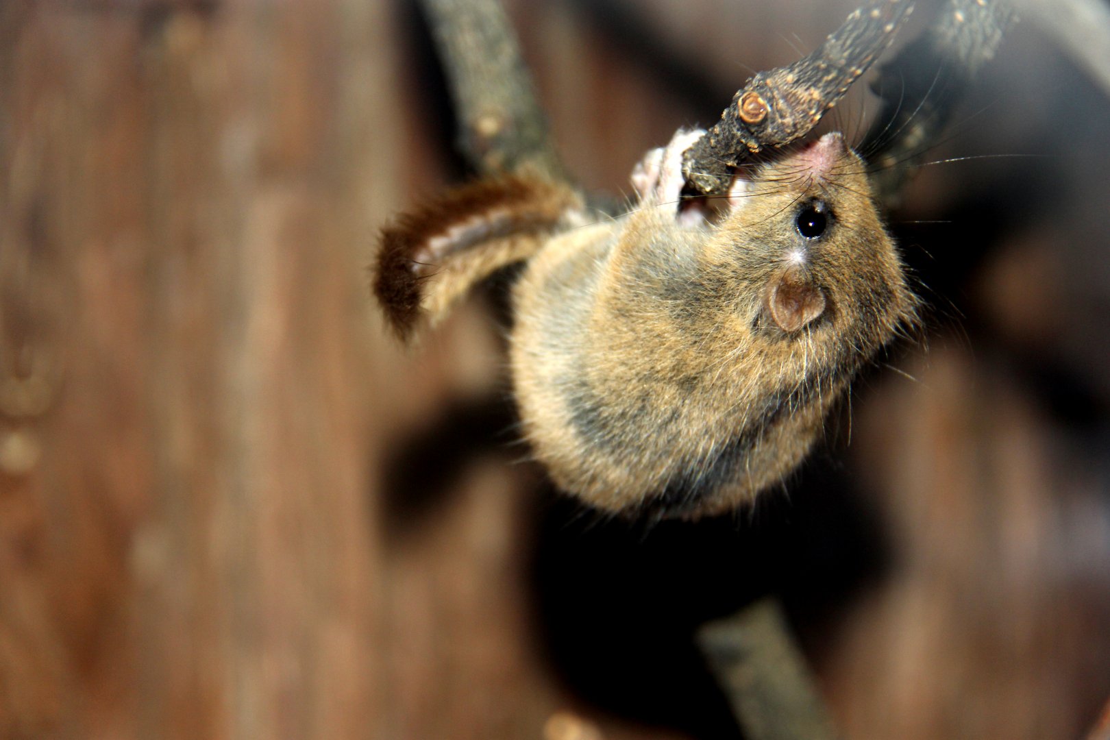 Japanese dormouse (Glirulus japonicus)