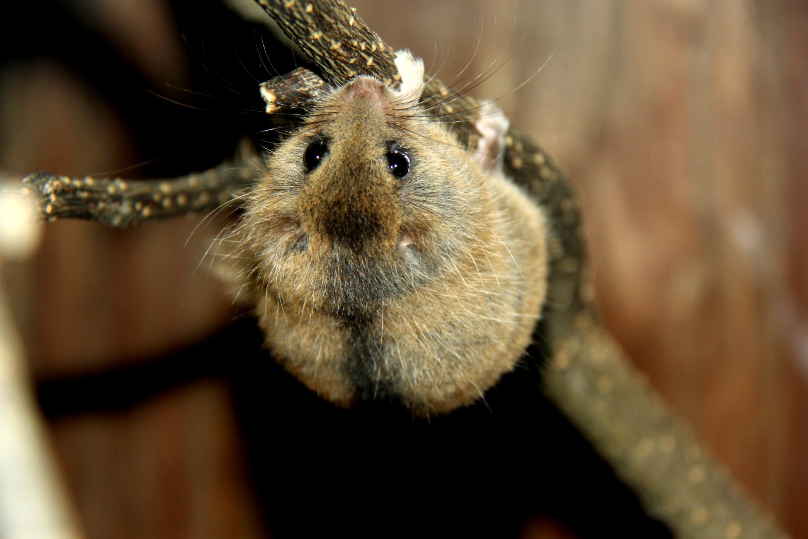 Japanese dormouse (Glirulus japonicus)